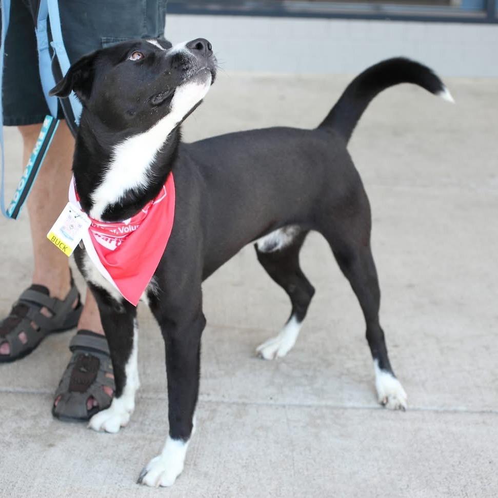Buck A, a Adoptable mixed breed in Fairfax, VA image 4/6