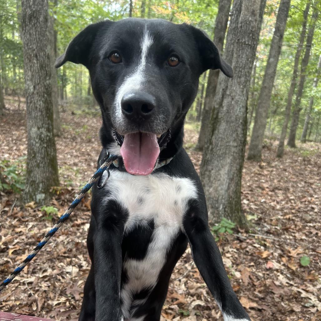 Buck A, a Adoptable mixed breed in Fairfax, VA image 5/6