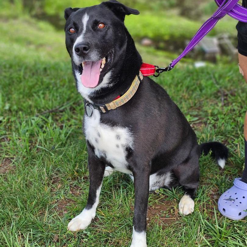 Enlarge Buck A, a Adoptable mixed breed in Fairfax, VA image 6/6