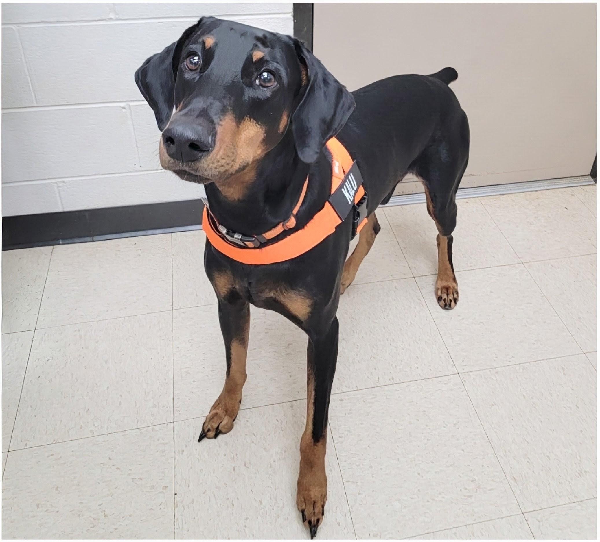 Kalu, Adoptable, Adult Male Doberman Pinscher.