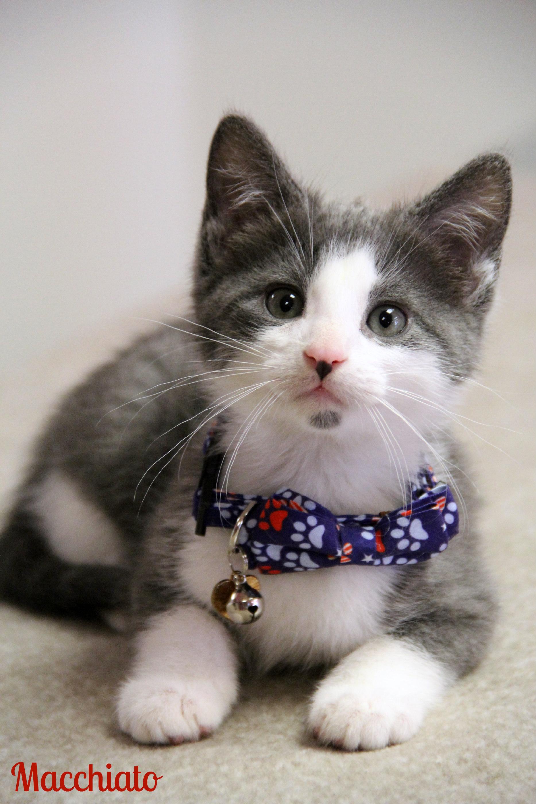 Enlarge Macchiato, an adopted Domestic Short Hair in Vinton, IA image 1/1