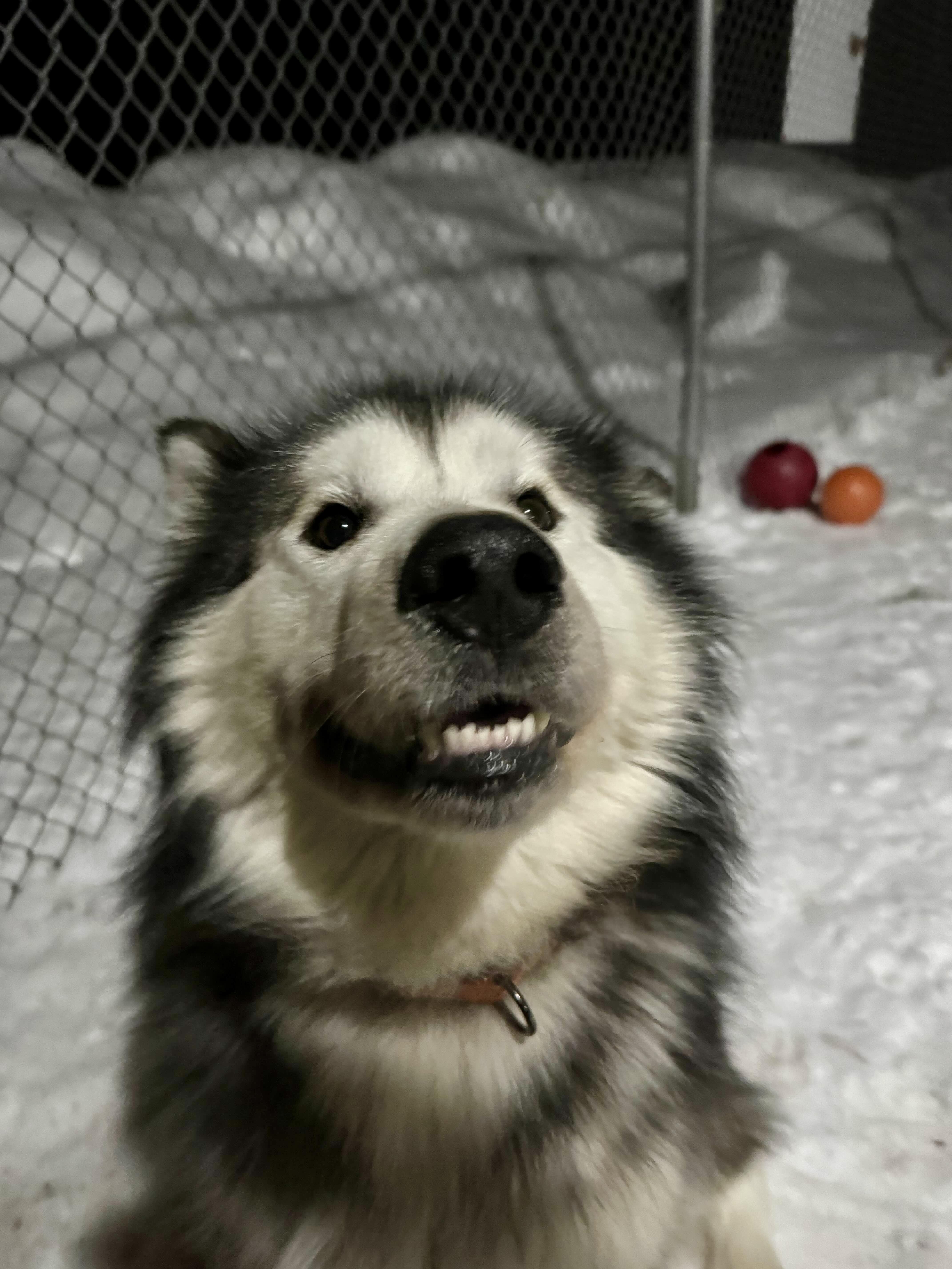 Enlarge Scooter, a ADOPTABLE Alaskan Malamute in Houghton, MI image 3/3