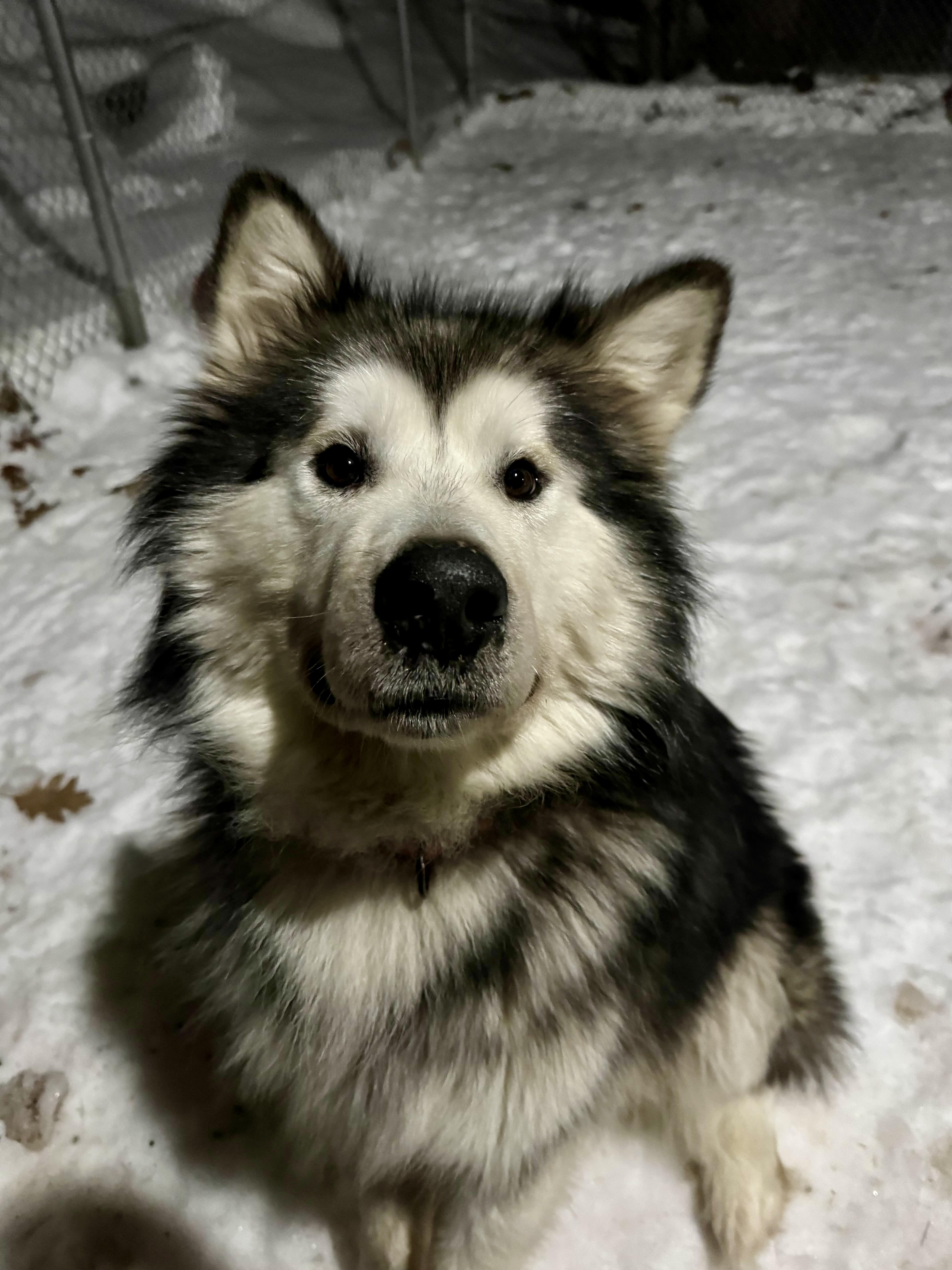 Scooter, ADOPTABLE, Adult Male Alaskan Malamute.