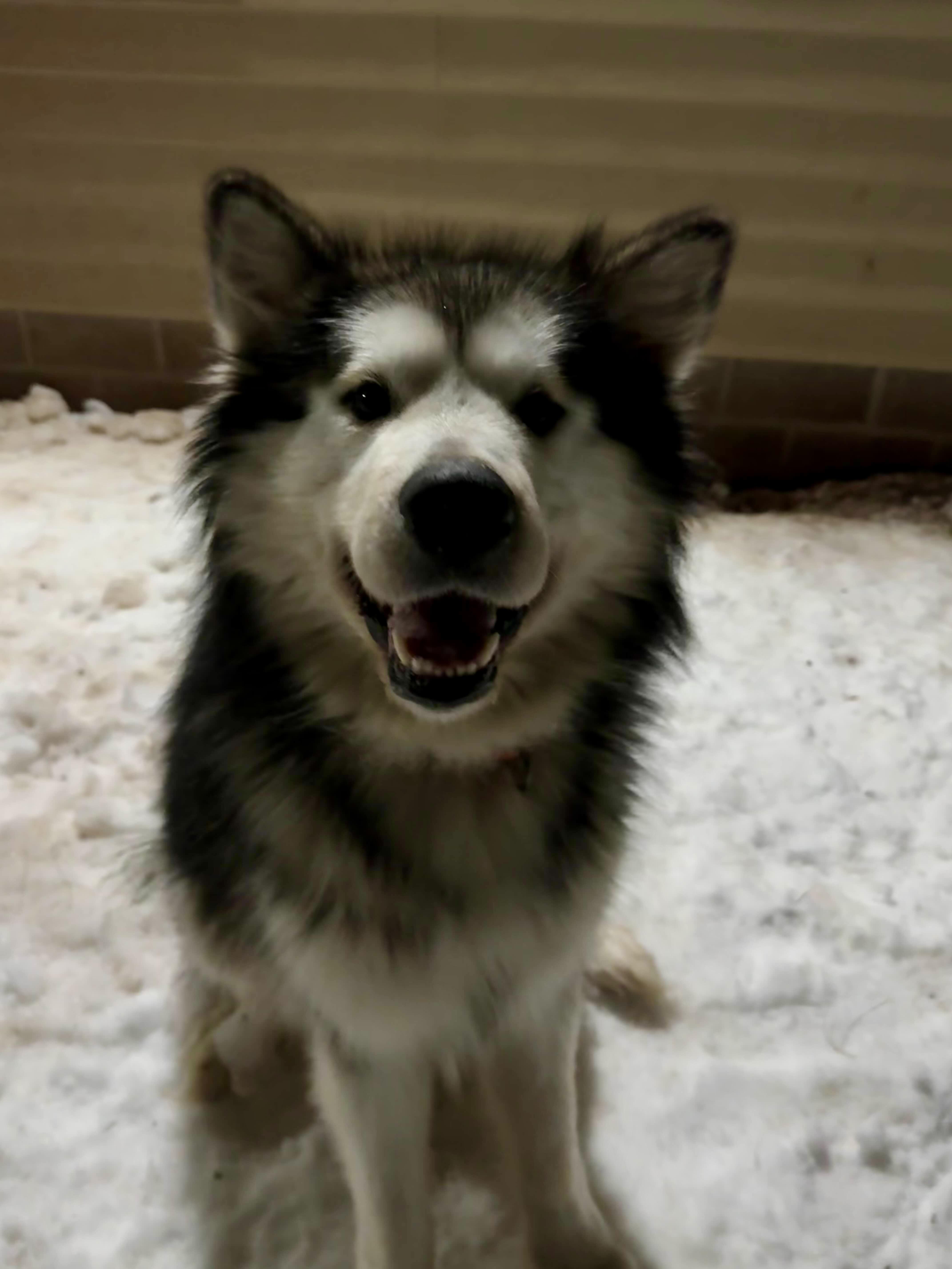 Enlarge Scooter, a ADOPTABLE Alaskan Malamute in Houghton, MI image 2/3