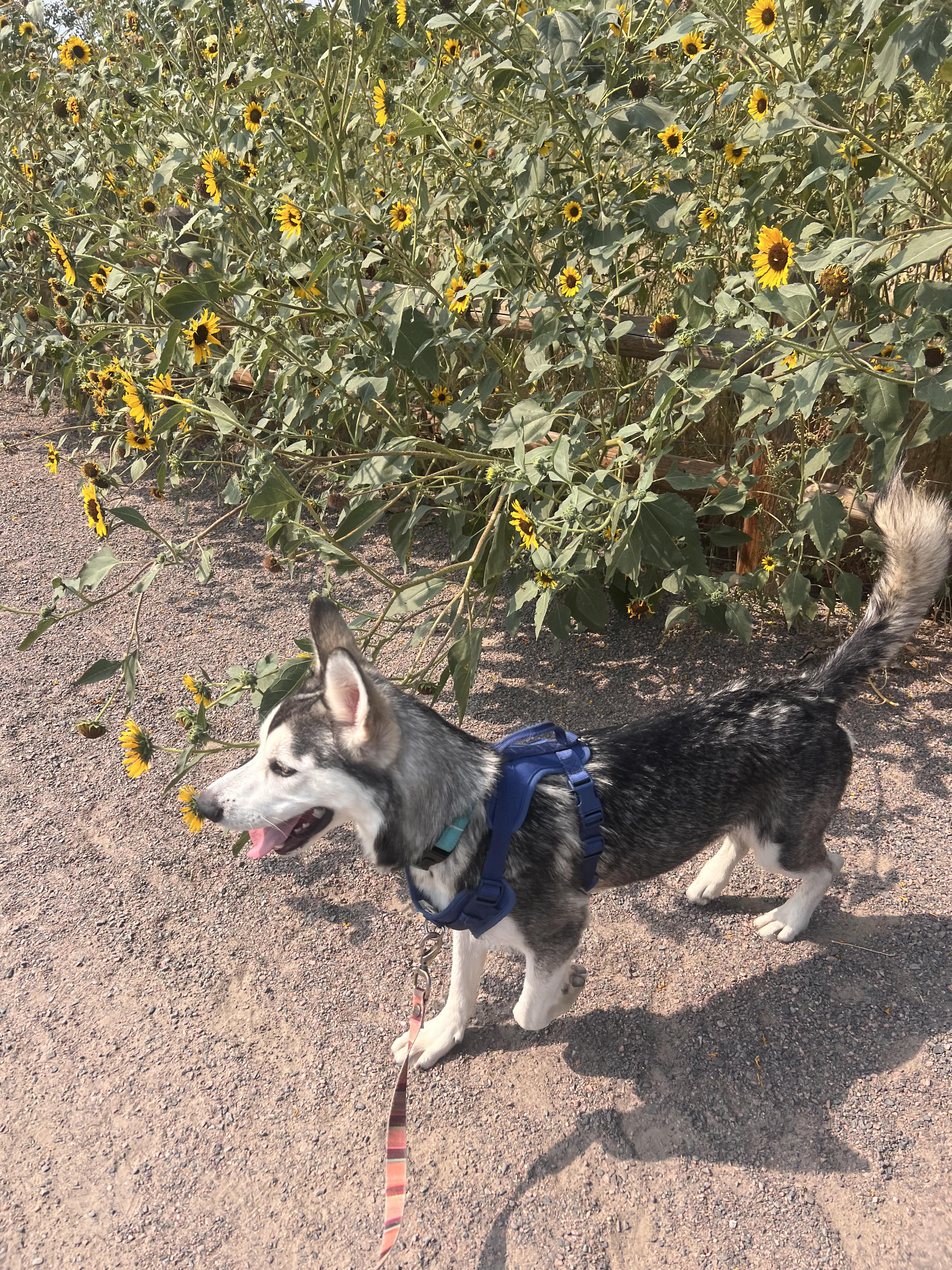Tanuki, a Adoptable mixed breed in Commerce City, CO image 4/6