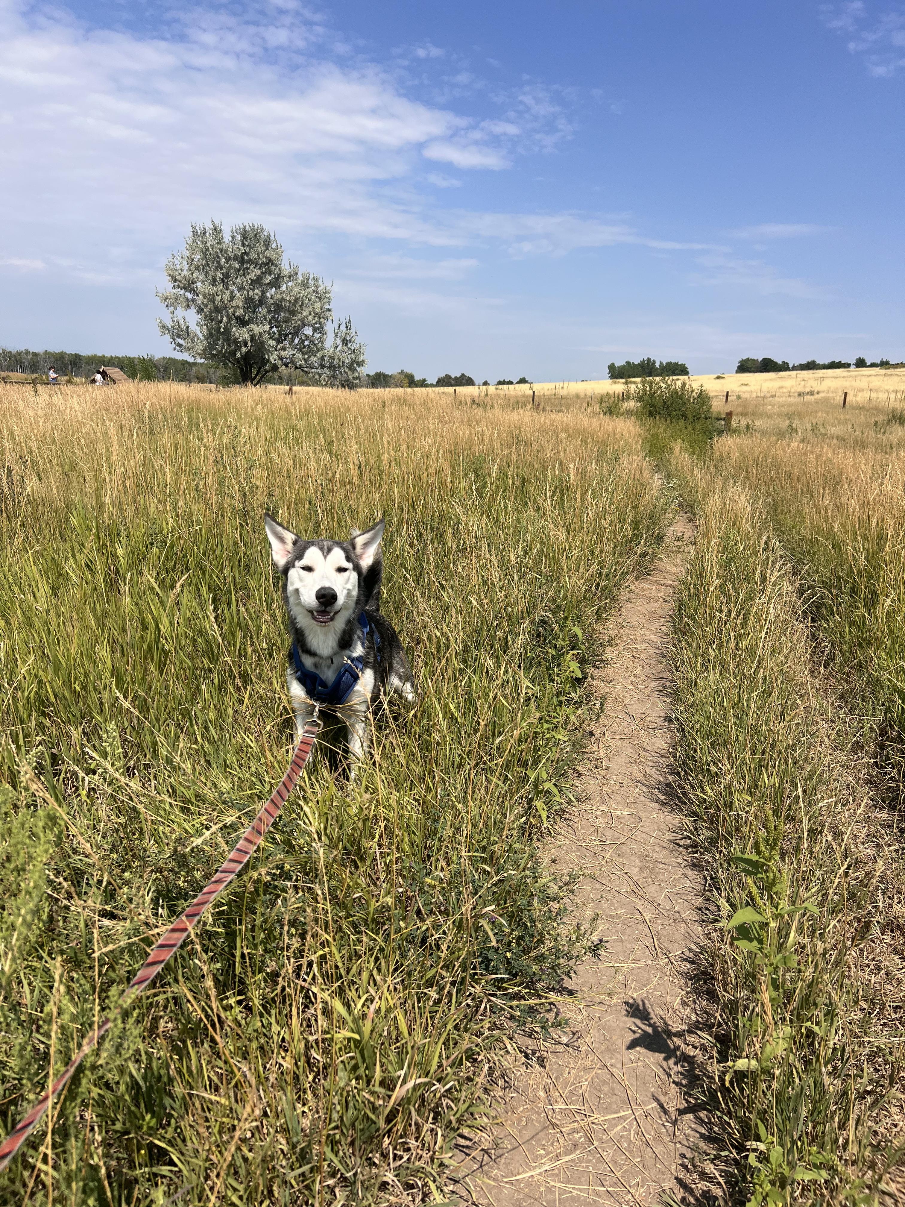 Tanuki, a Adoptable mixed breed in Commerce City, CO image 5/6