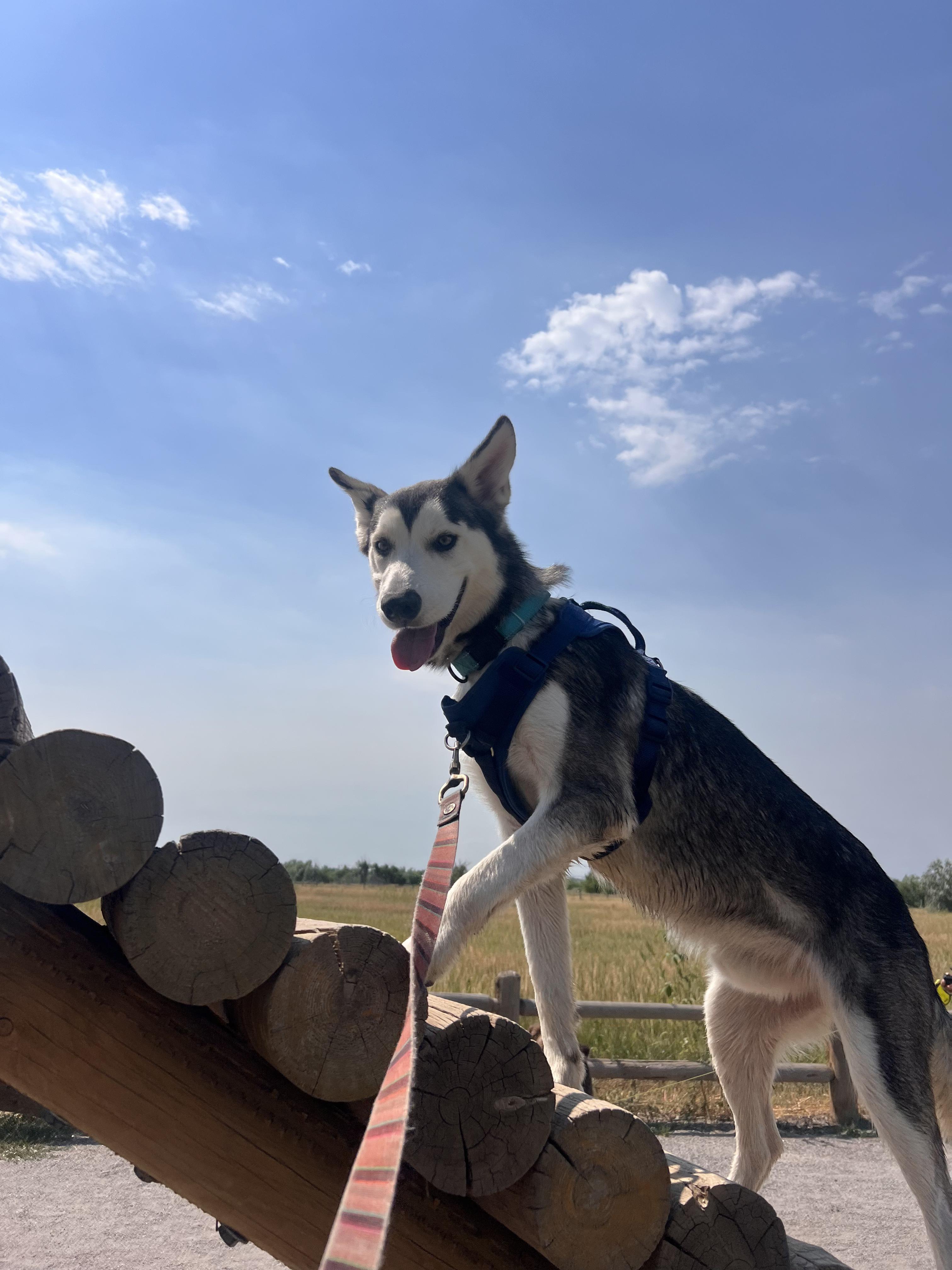 Tanuki, a Adoptable mixed breed in Commerce City, CO image 6/6