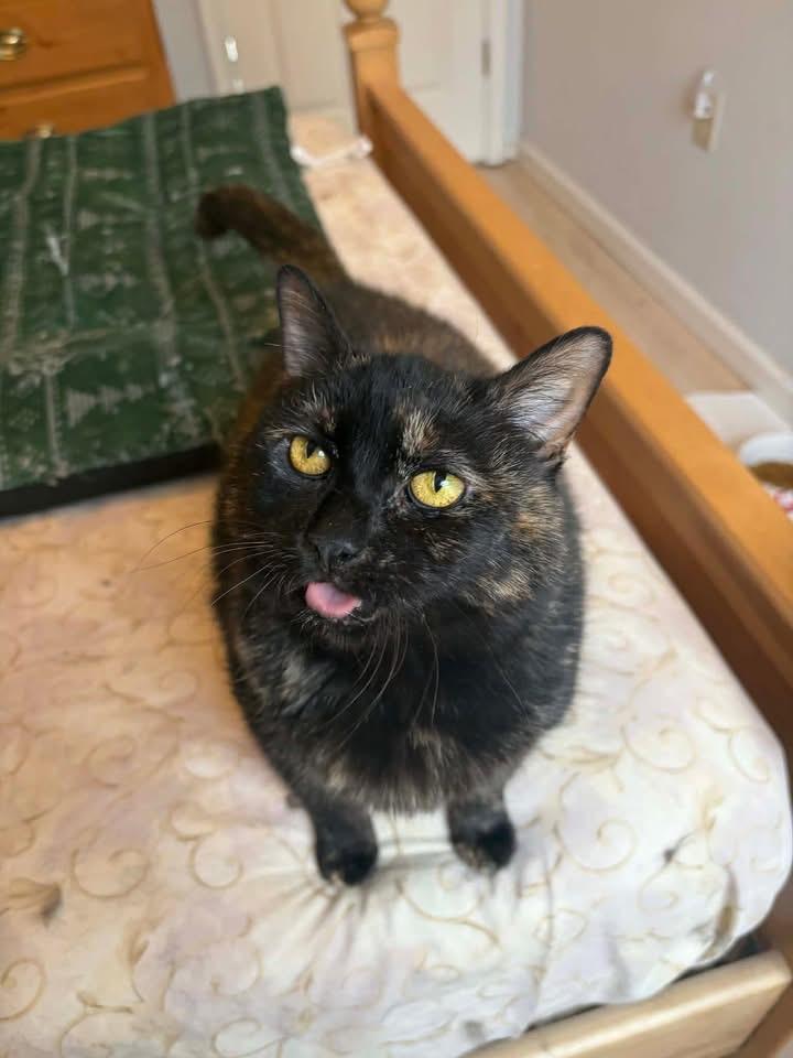 Cinnamon FELV+, an adopted mixed breed in Newark, NJ image 3/3