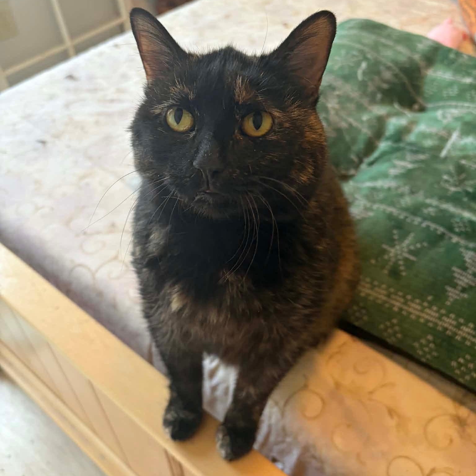 Cinnamon FELV+, an adopted mixed breed in Newark, NJ image 1/3