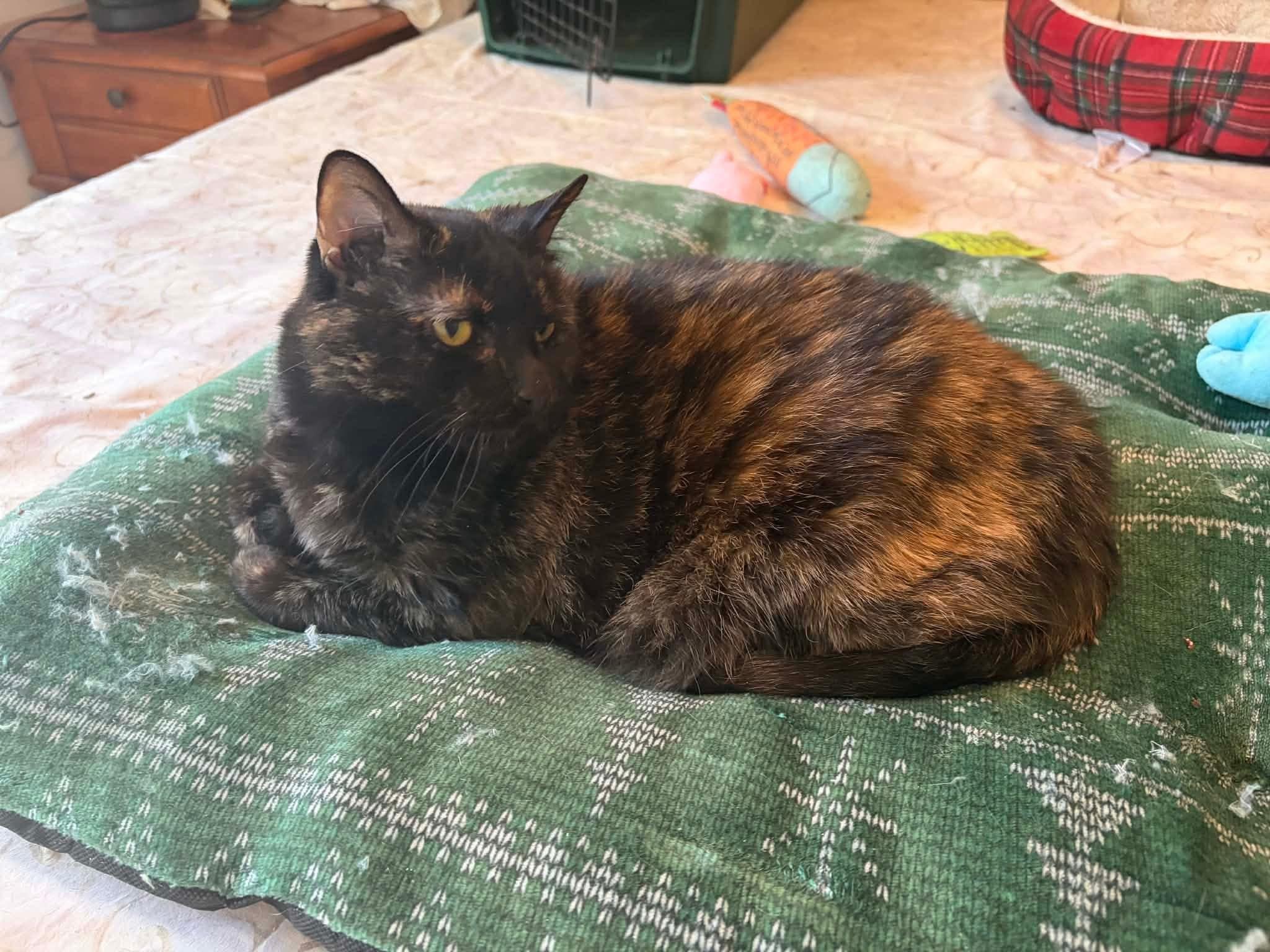 Cinnamon FELV+, an adopted mixed breed in Newark, NJ image 2/3