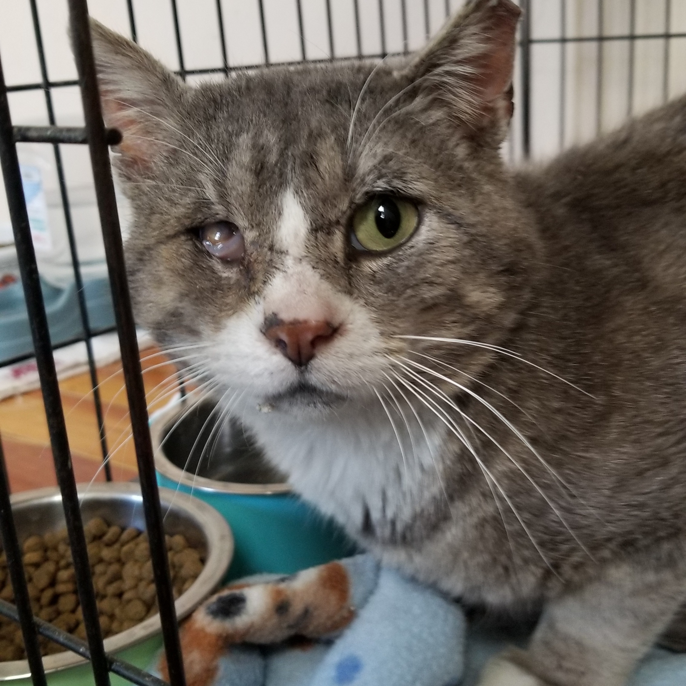Bojangles, a Adoptable Domestic Short Hair in Cedaredge, CO image 3/3