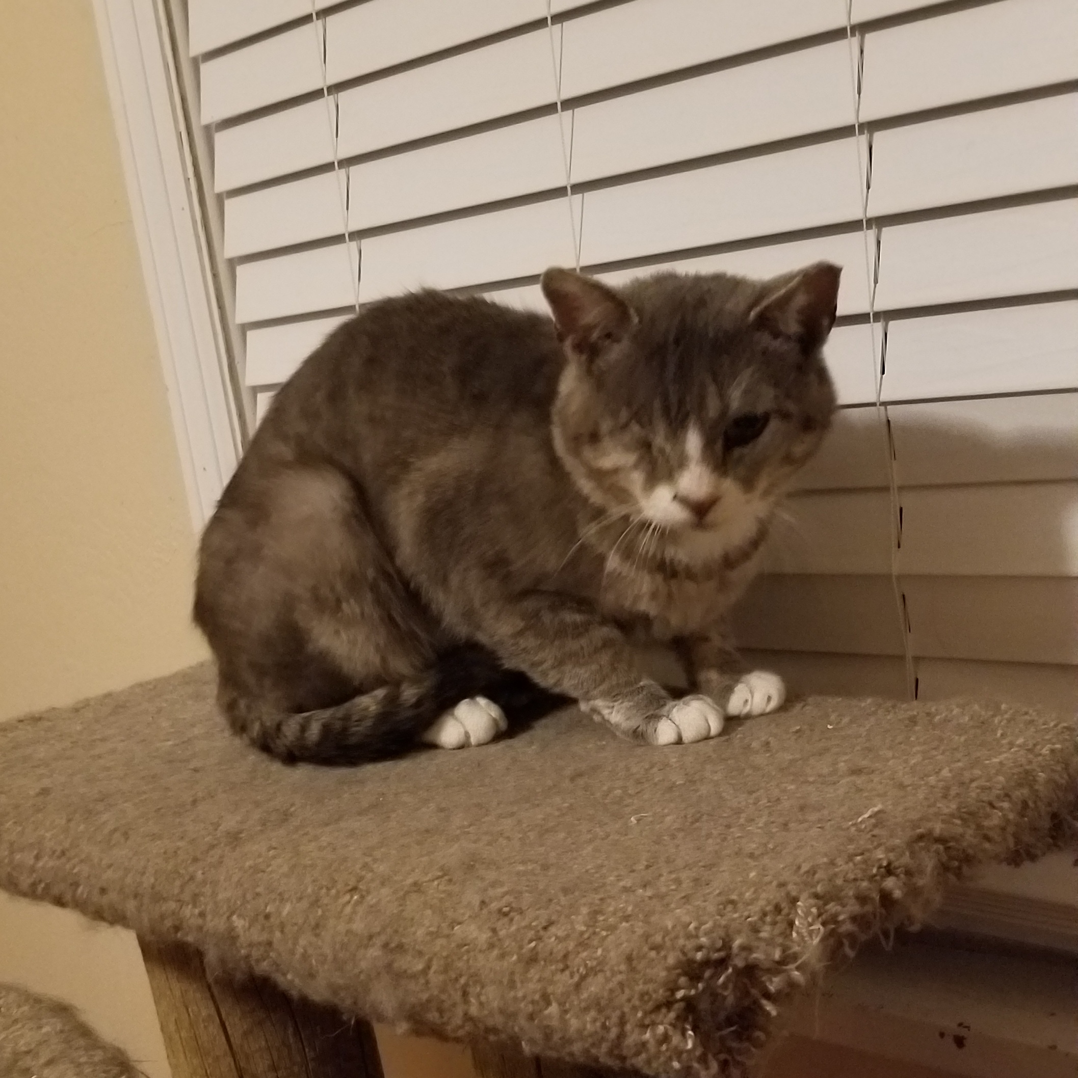 Bojangles, a Adoptable Domestic Short Hair in Cedaredge, CO image 2/3