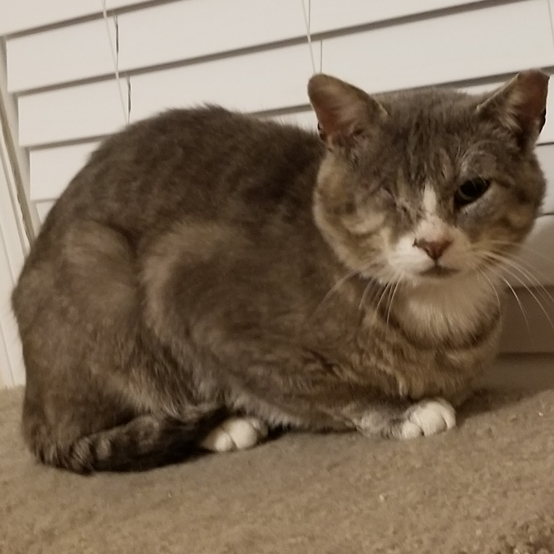 Bojangles, a Adoptable Domestic Short Hair in Cedaredge, CO image 1/3