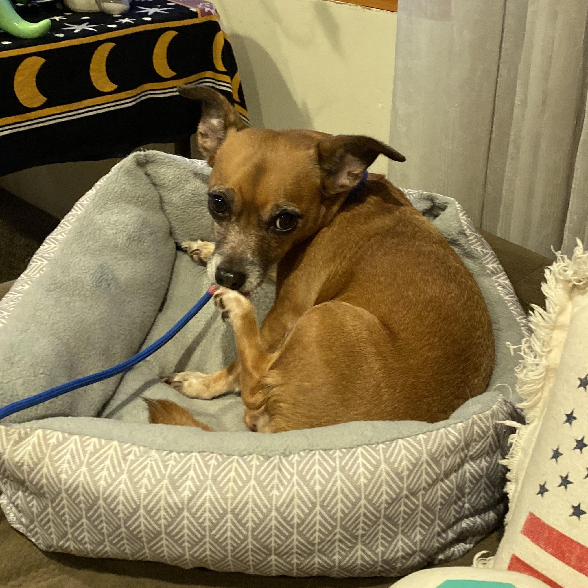 Enlarge Rose, a Adoptable Chihuahua in Elmhurst, IL image 4/5