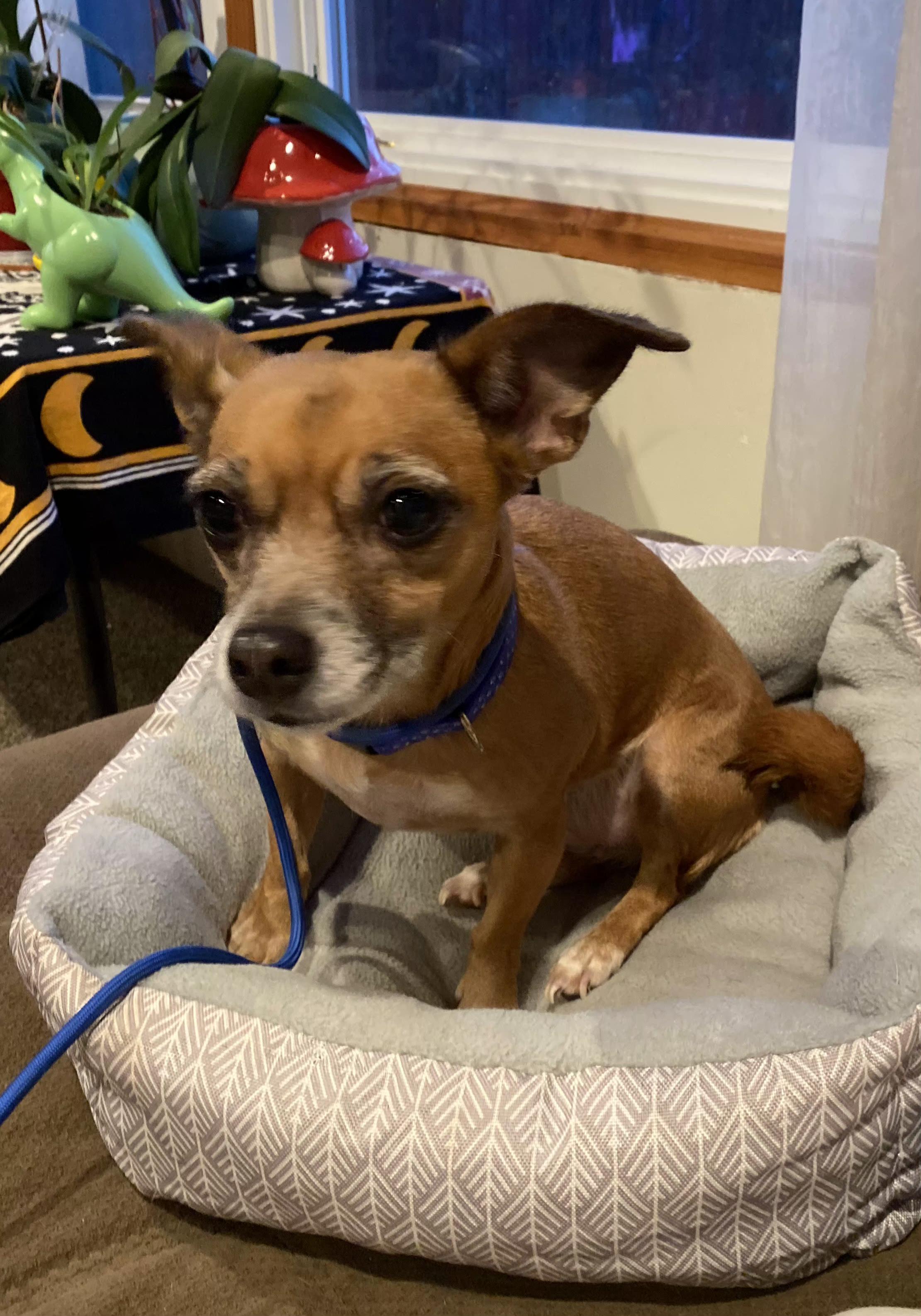 Enlarge Rose, a Adoptable Chihuahua in Elmhurst, IL image 2/5