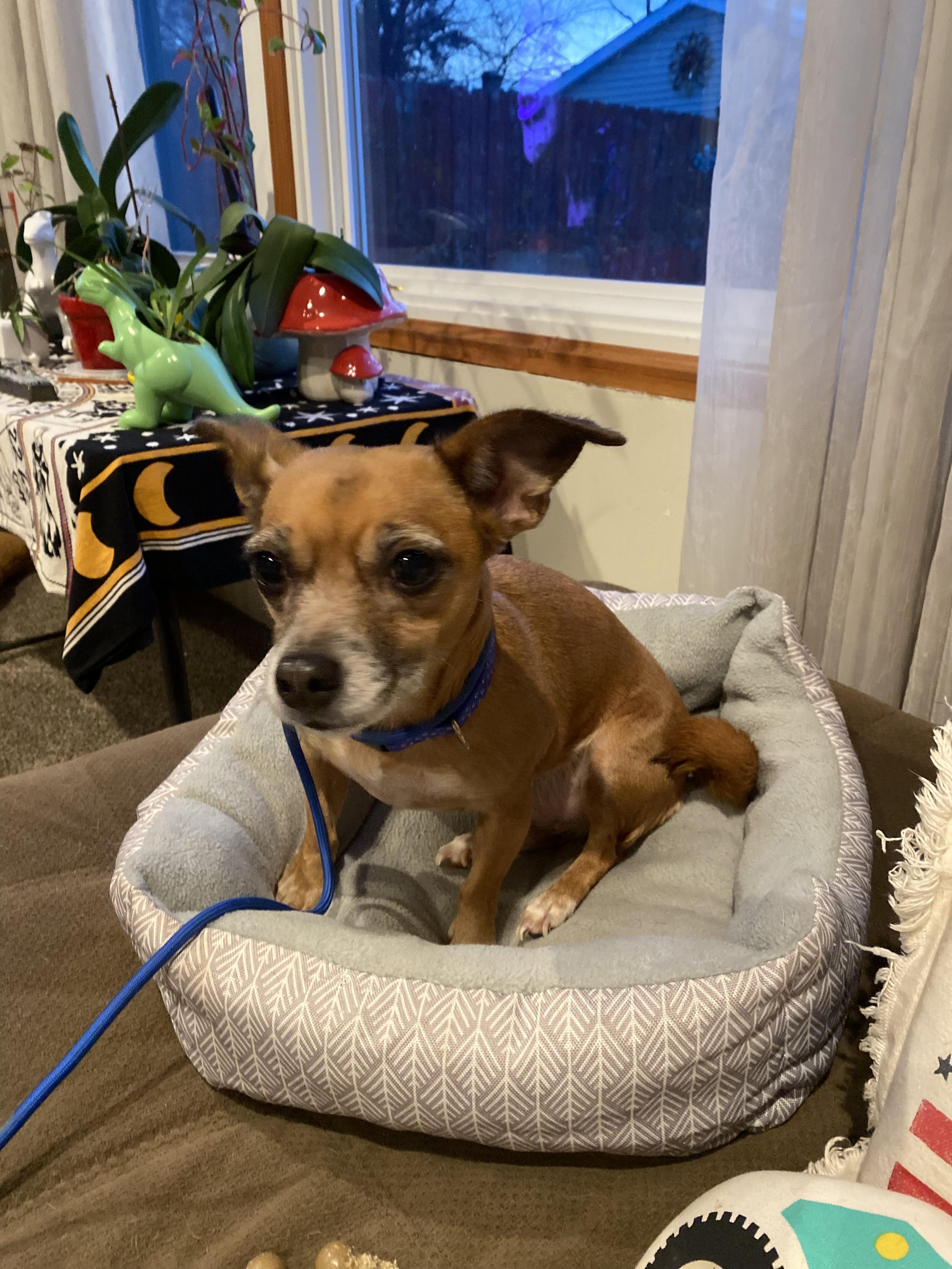 Enlarge Rose, a Adoptable Chihuahua in Elmhurst, IL image 1/5