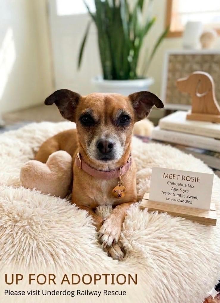 Enlarge Rose, an adoptable Chihuahua in Elmhurst, IL image 1/4