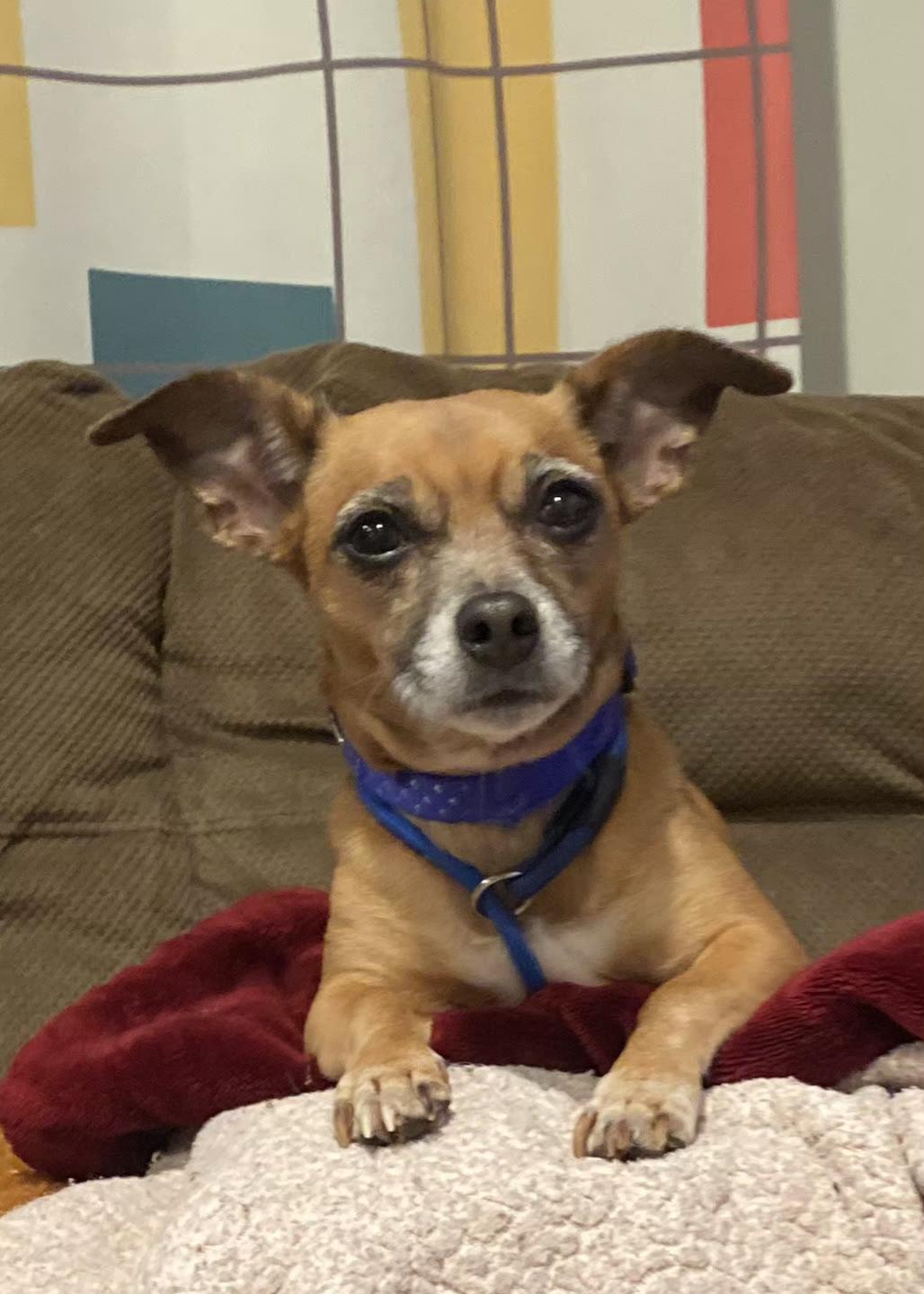 Enlarge Rose, a Adoptable Chihuahua in Elmhurst, IL image 3/5