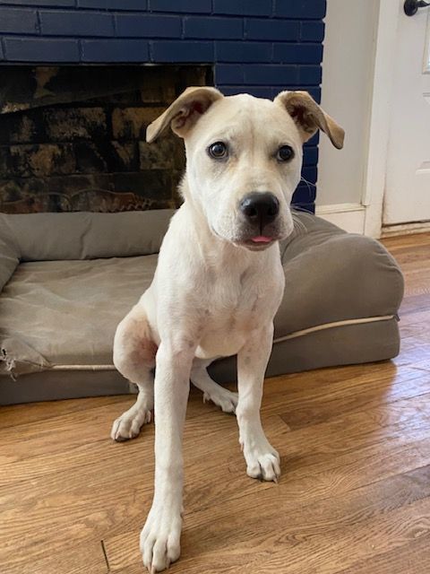 Lindy, a Adoptable mixed breed in Irmo, SC image 3/4