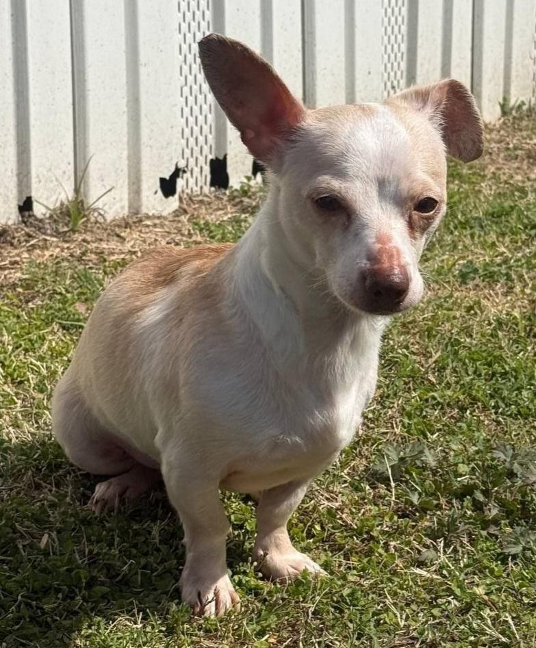 Groot, a ADOPTABLE mixed breed in Macclesfield, NC image 2/2