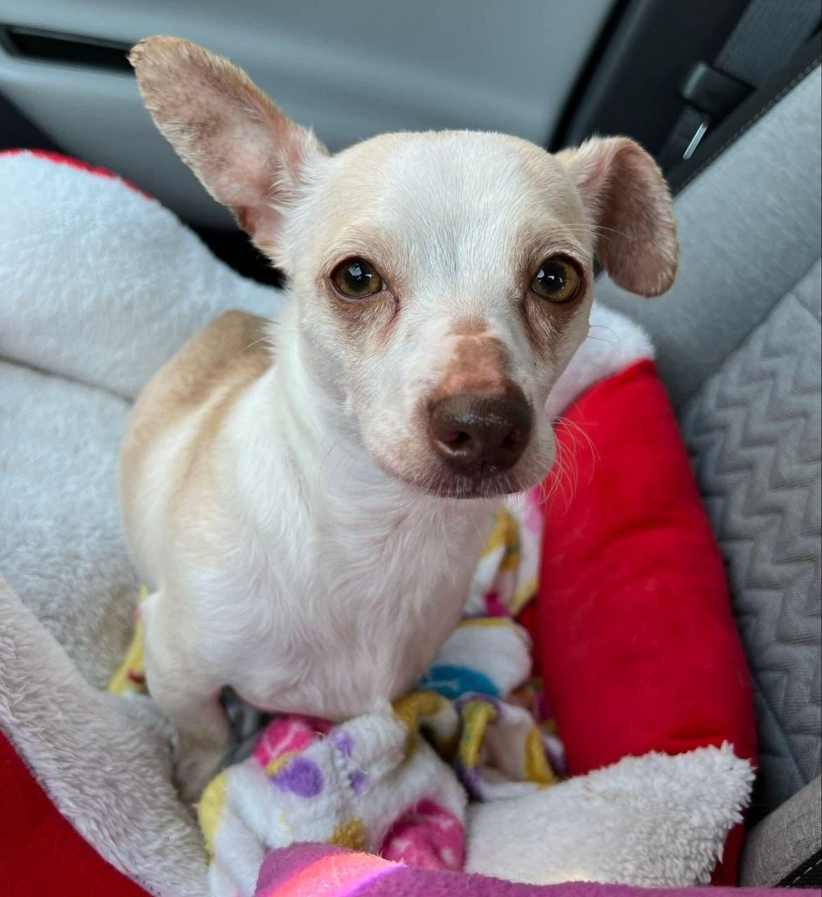 Groot, ADOPTABLE, Young Male Chihuahua.