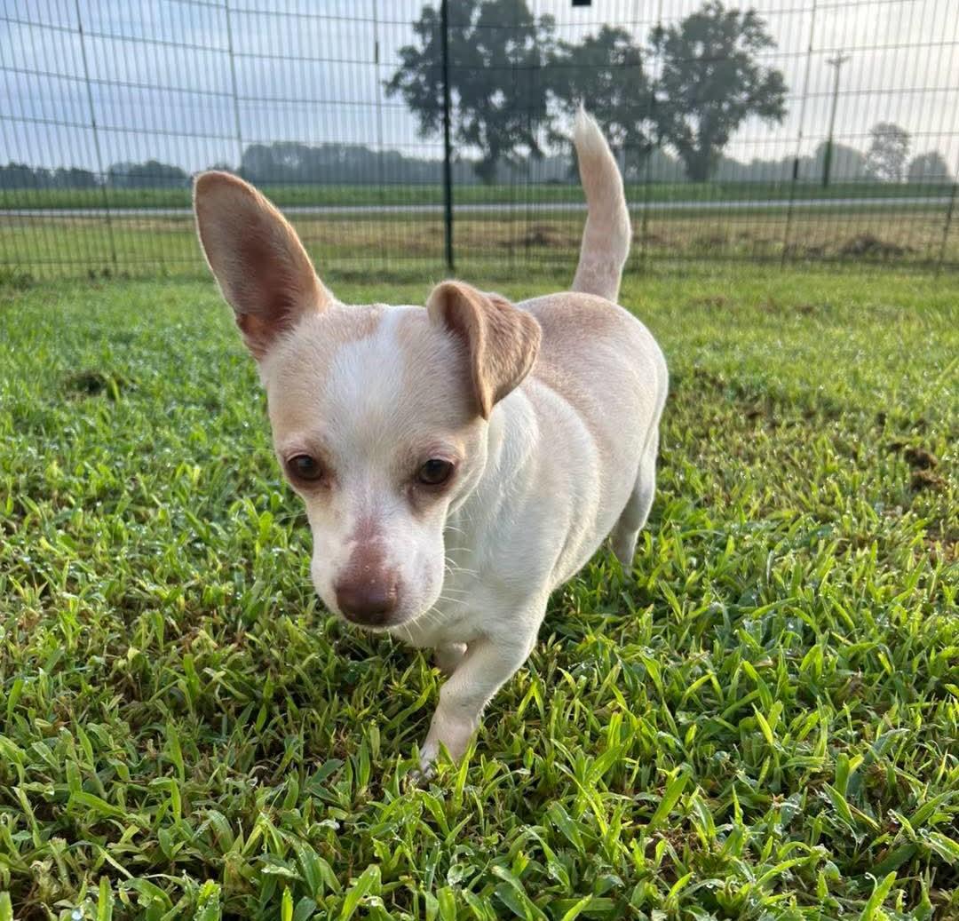 Groot, adopted, Young Male Chihuahua.