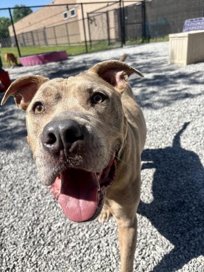 Cole, a Adoptable mixed breed in Cincinnati, OH image 1/3