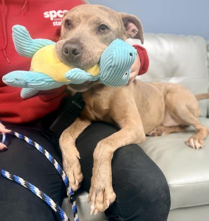 Enlarge Cole, a Adoptable mixed breed in Cincinnati, OH image 1/3