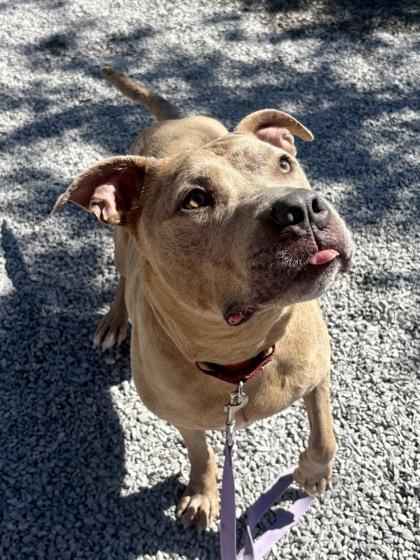Cole, a Adoptable mixed breed in Cincinnati, OH image 2/3