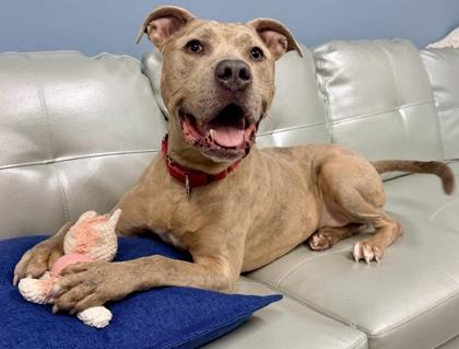 Enlarge Cole, a Adoptable mixed breed in Cincinnati, OH image 2/3
