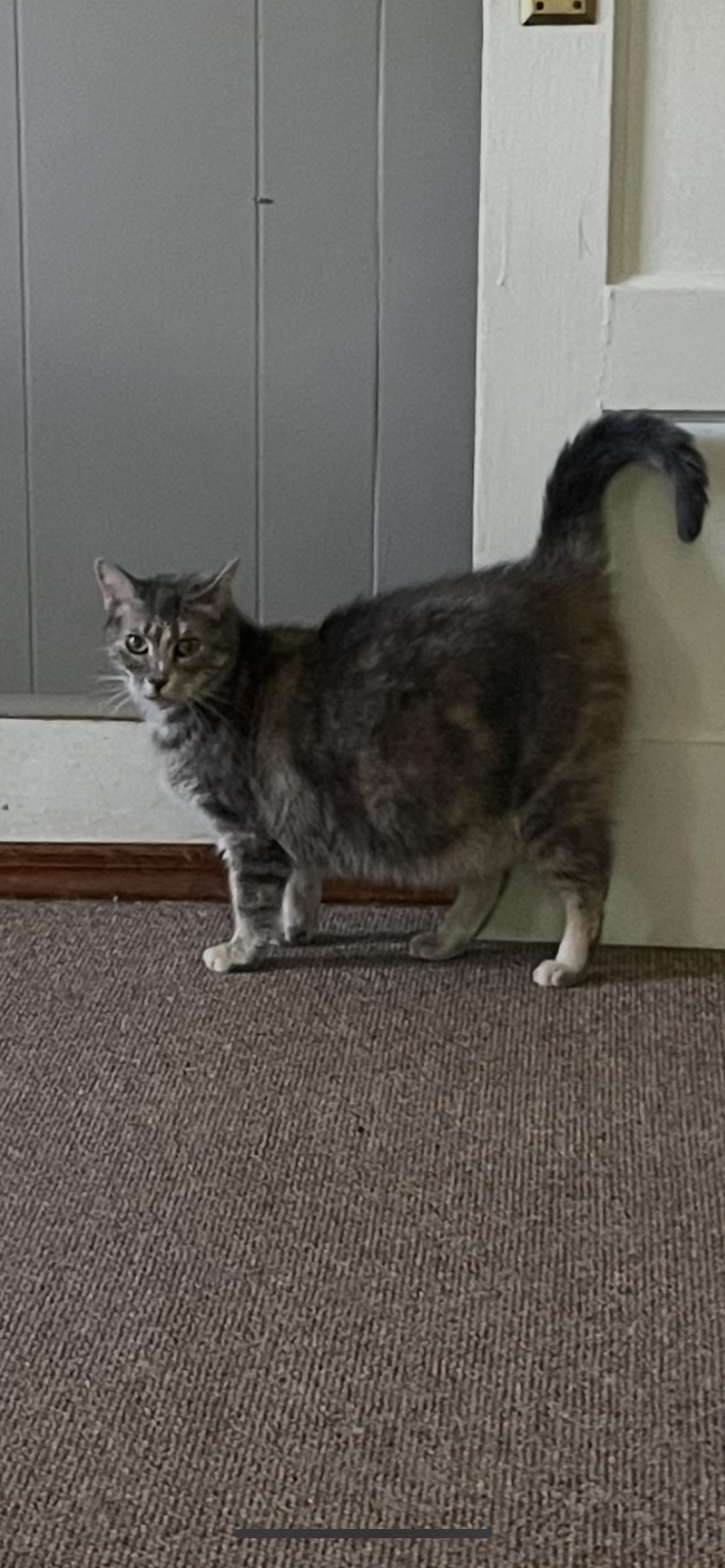 Enlarge Addie, a Adoptable mixed breed in Fountain Inn, SC image 4/6