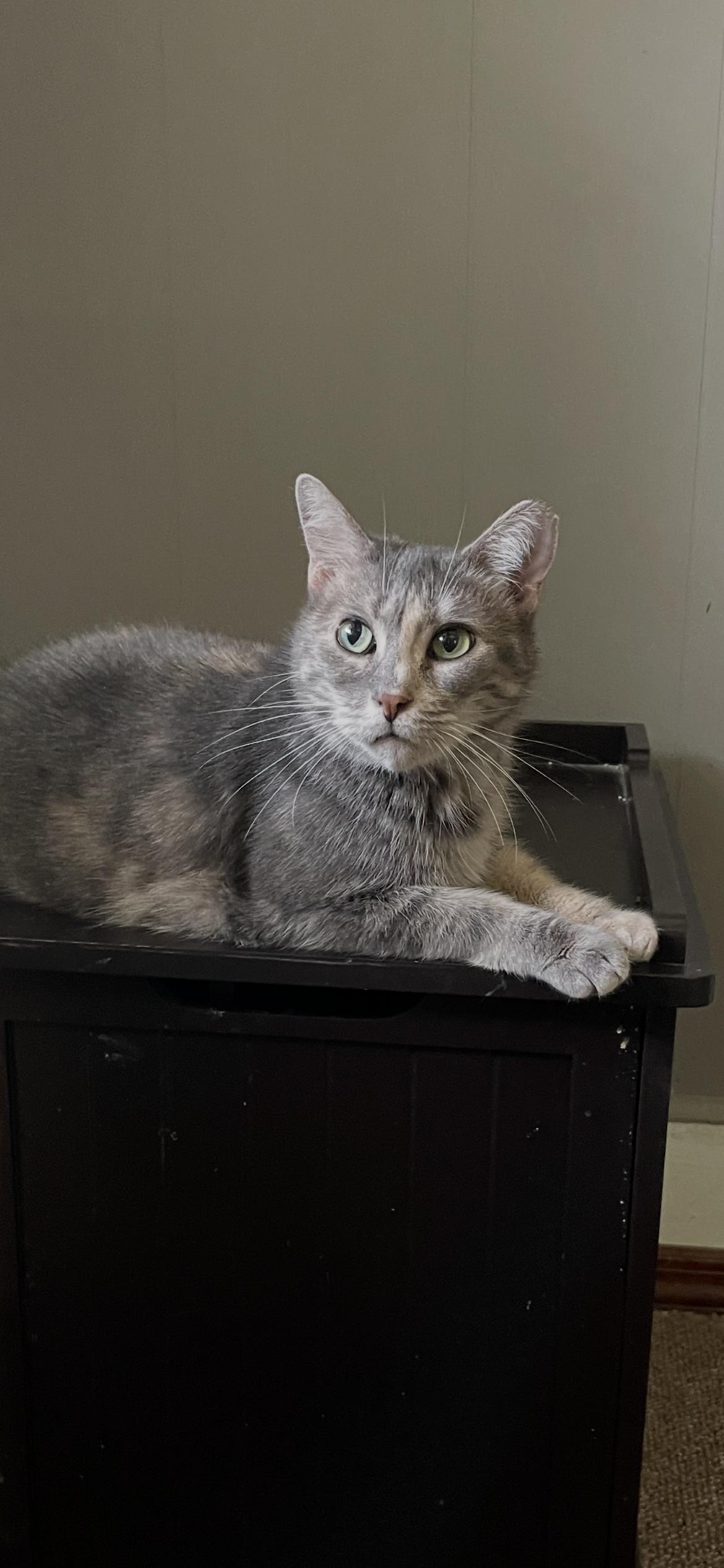 Addie, Adult Female Domestic Medium Hair