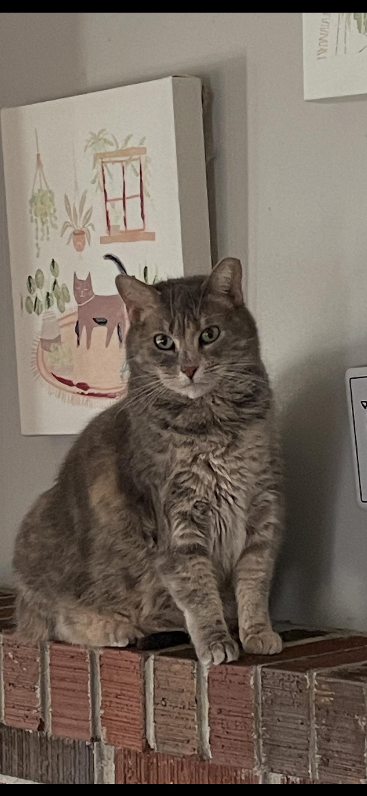 Addie, Adoptable, Adult Female Domestic Medium Hair.