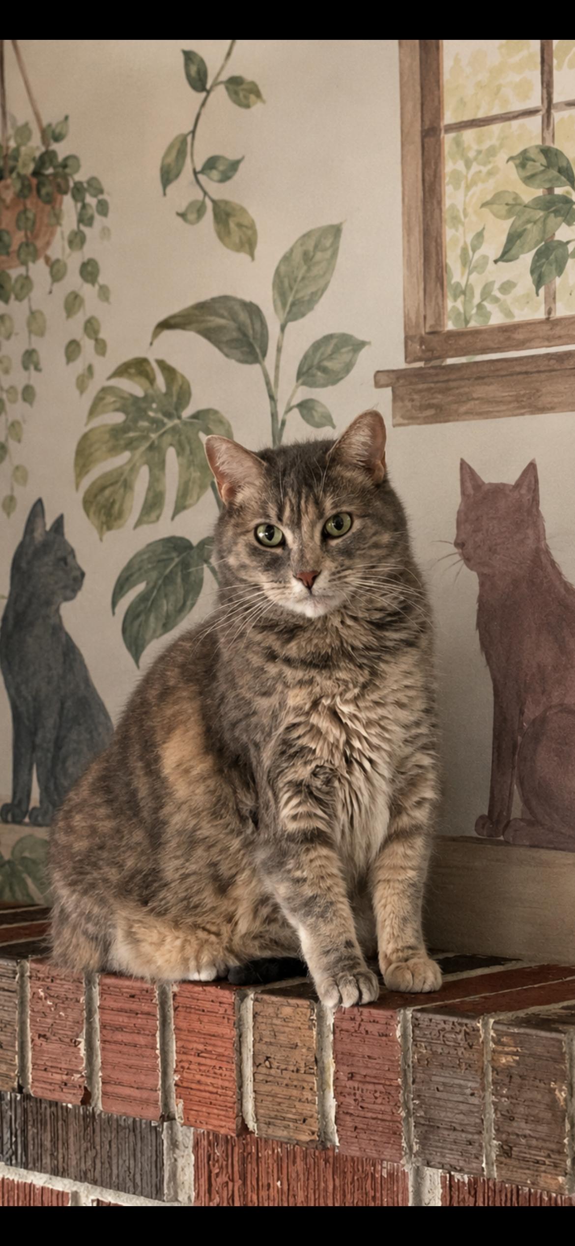Addie, Adoptable, Adult Female Domestic Medium Hair.