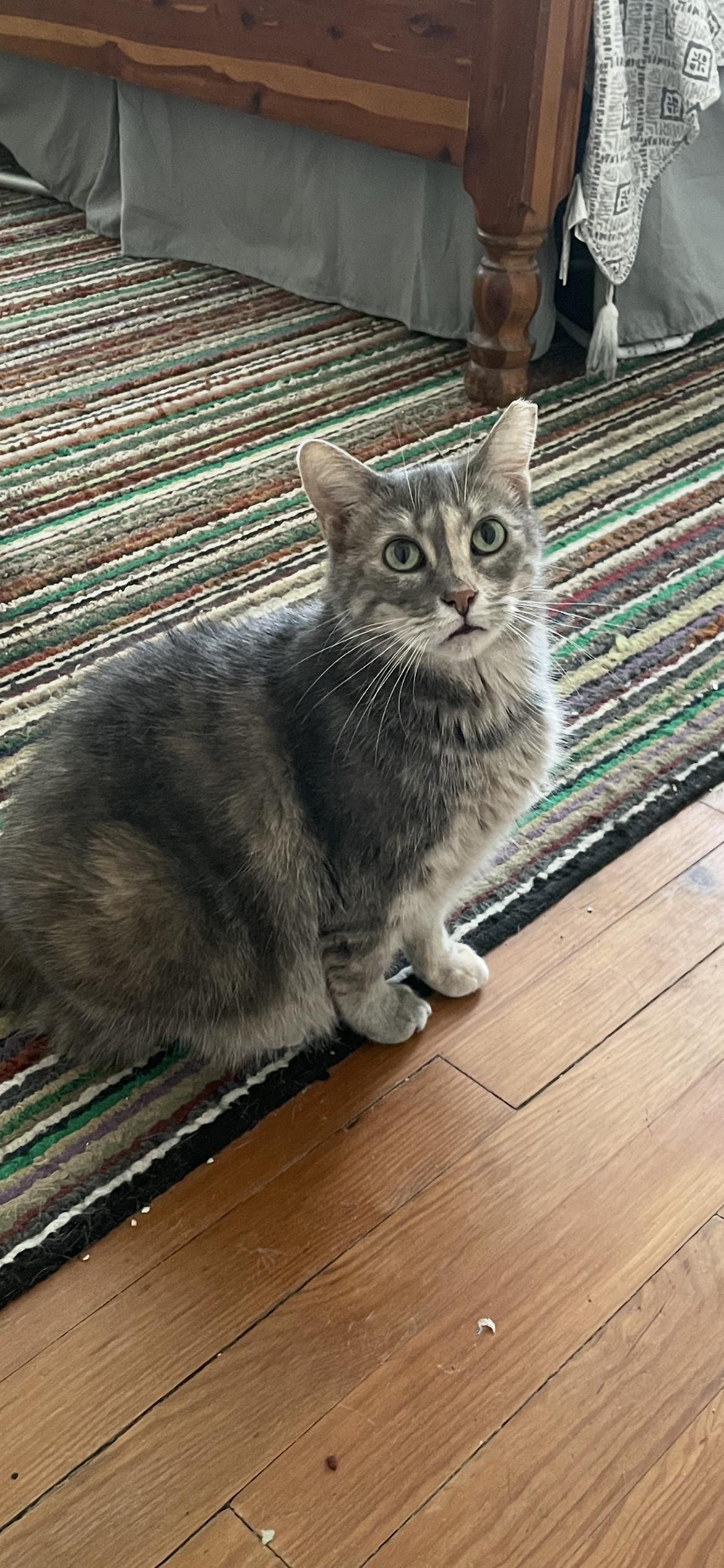 Enlarge Addie, a Adoptable mixed breed in Fountain Inn, SC image 5/6