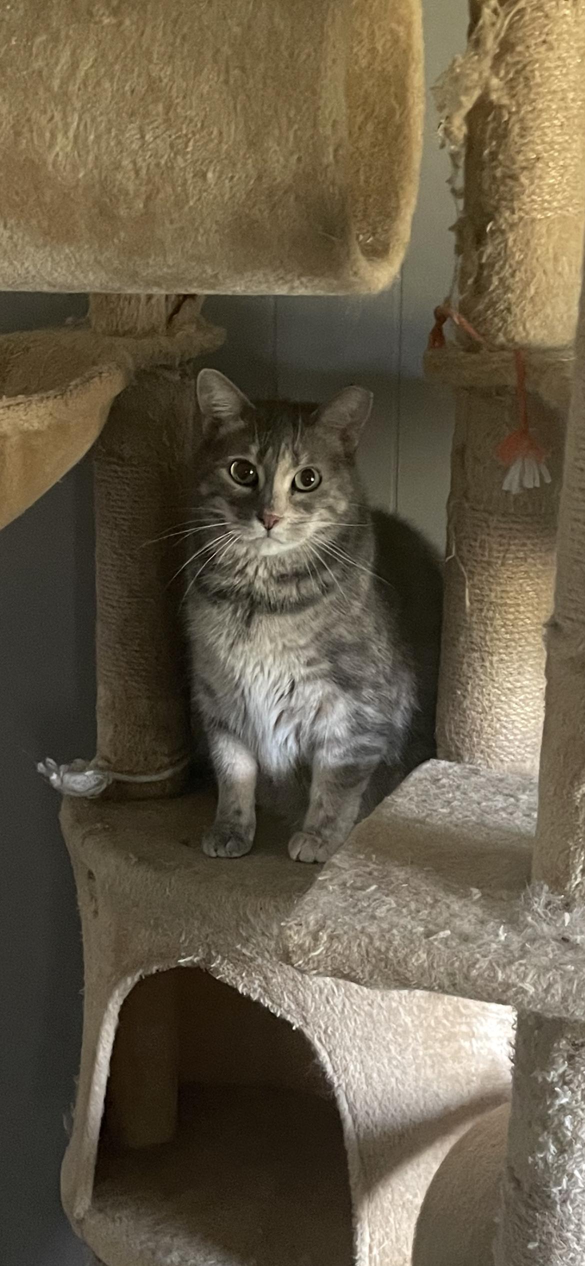 Addie, Adoptable, Adult Female Domestic Medium Hair.