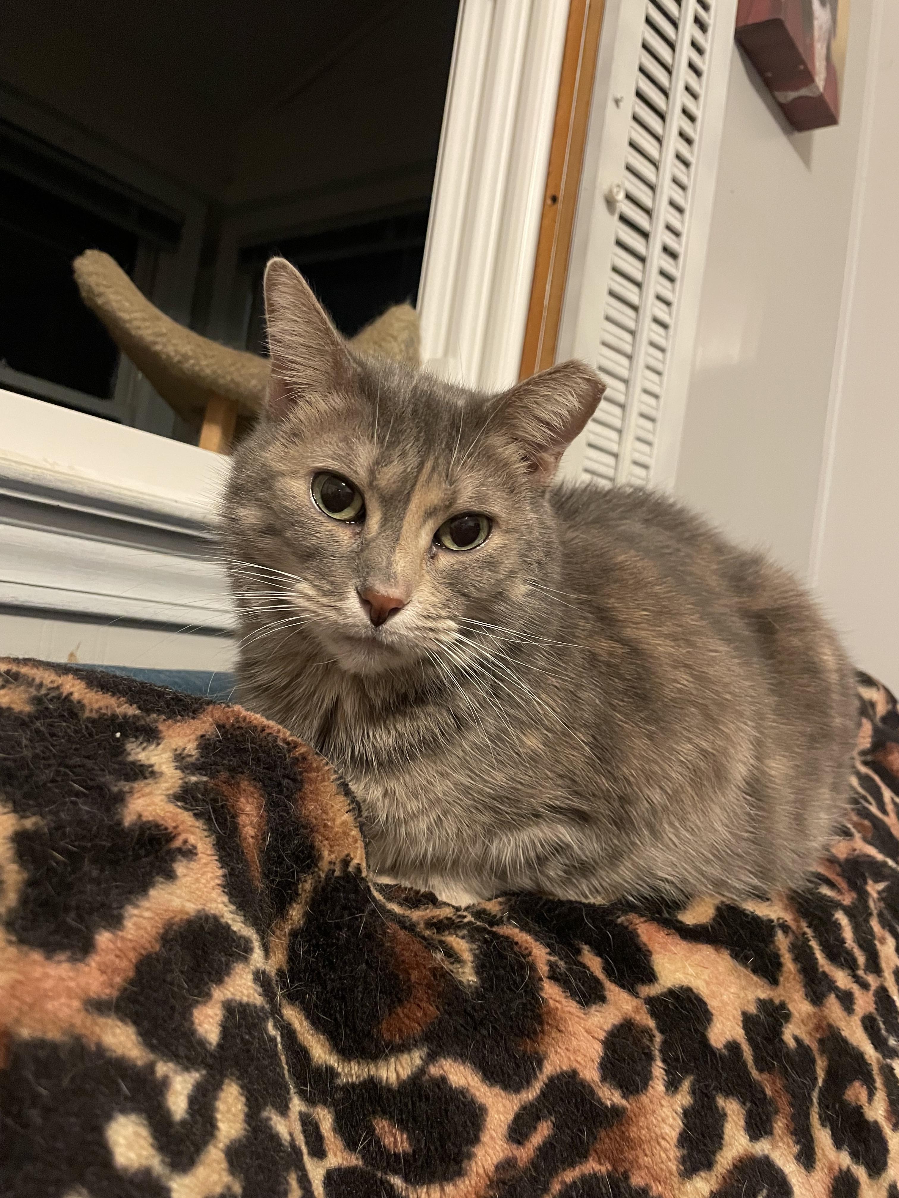 Enlarge Addie, a Adoptable mixed breed in Fountain Inn, SC image 2/6