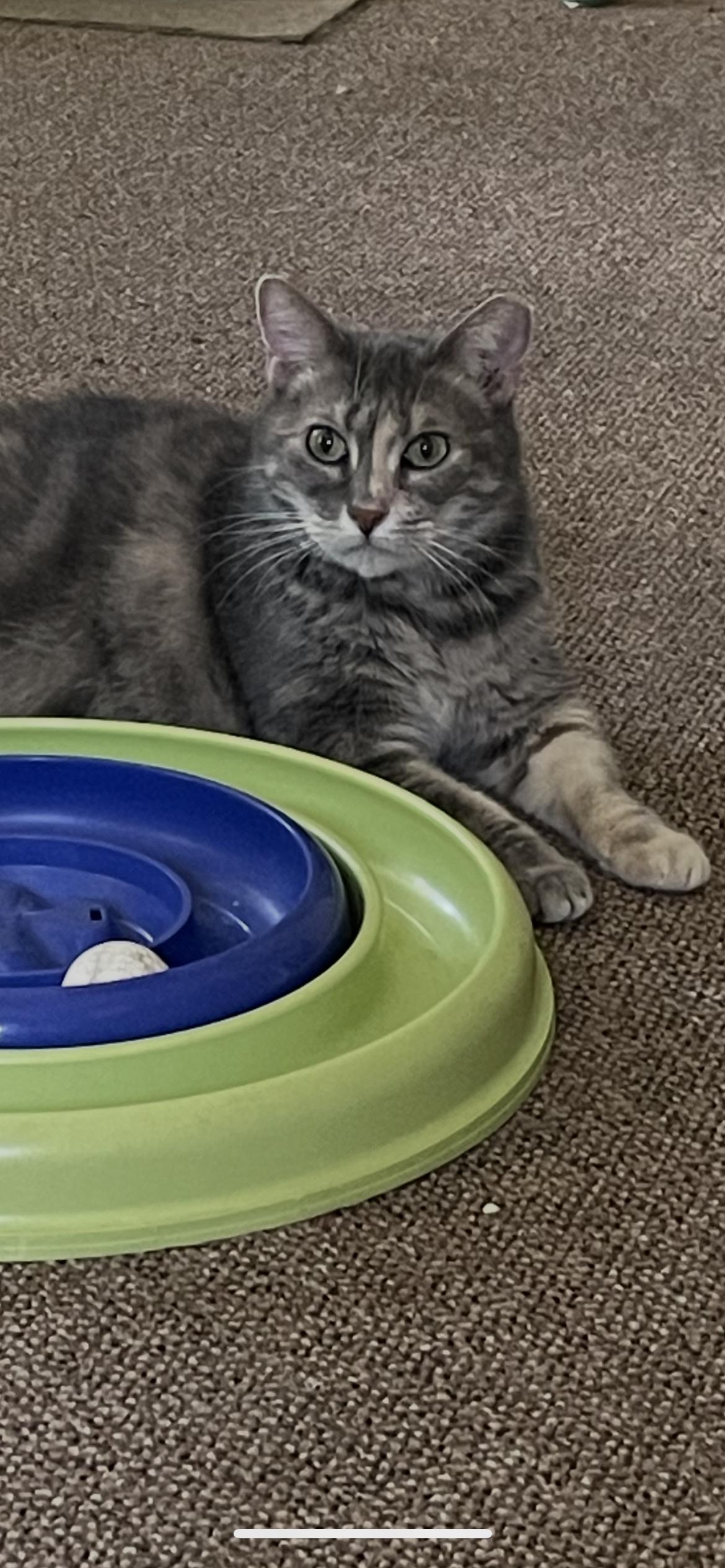 Addie, Adoptable, Adult Female Domestic Medium Hair.