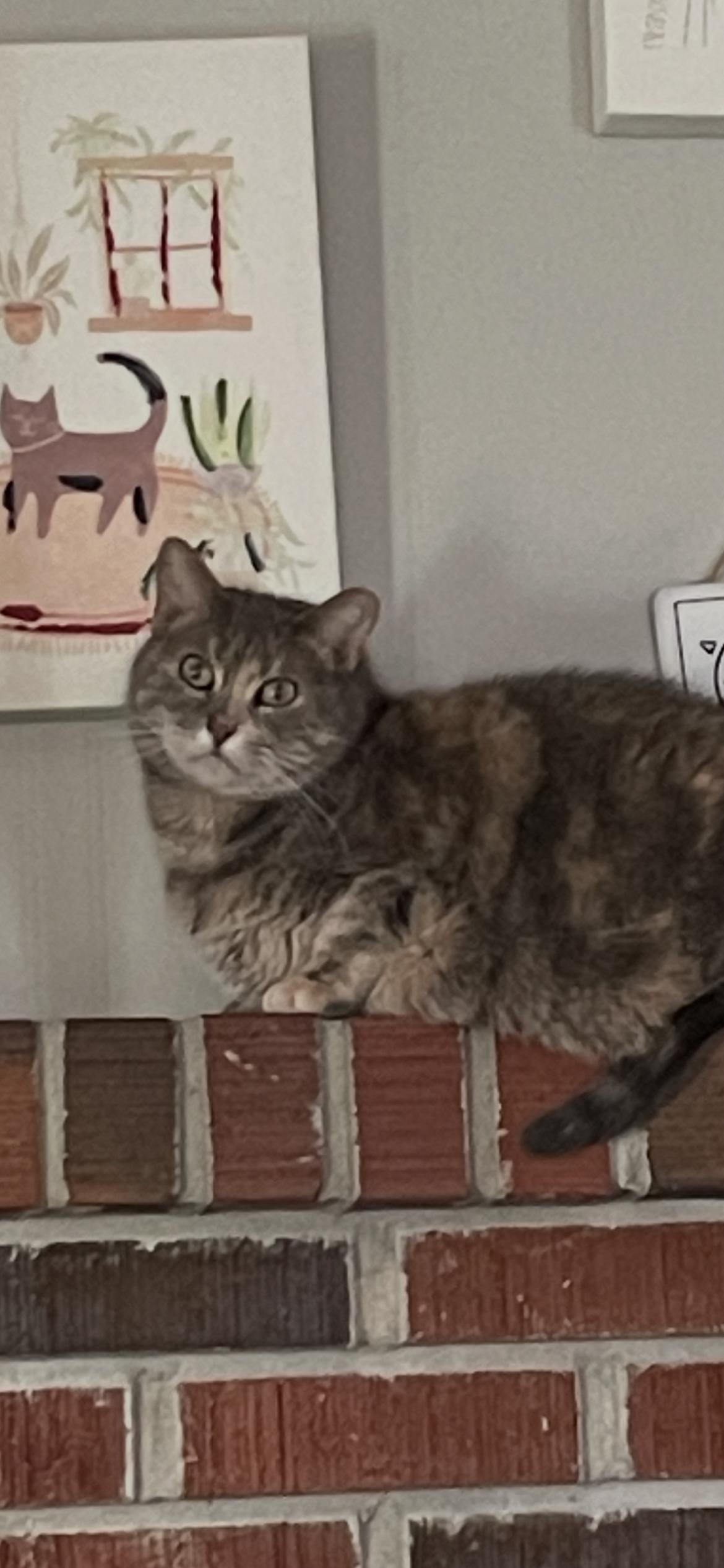 Enlarge Addie, a Adoptable mixed breed in Fountain Inn, SC image 6/6