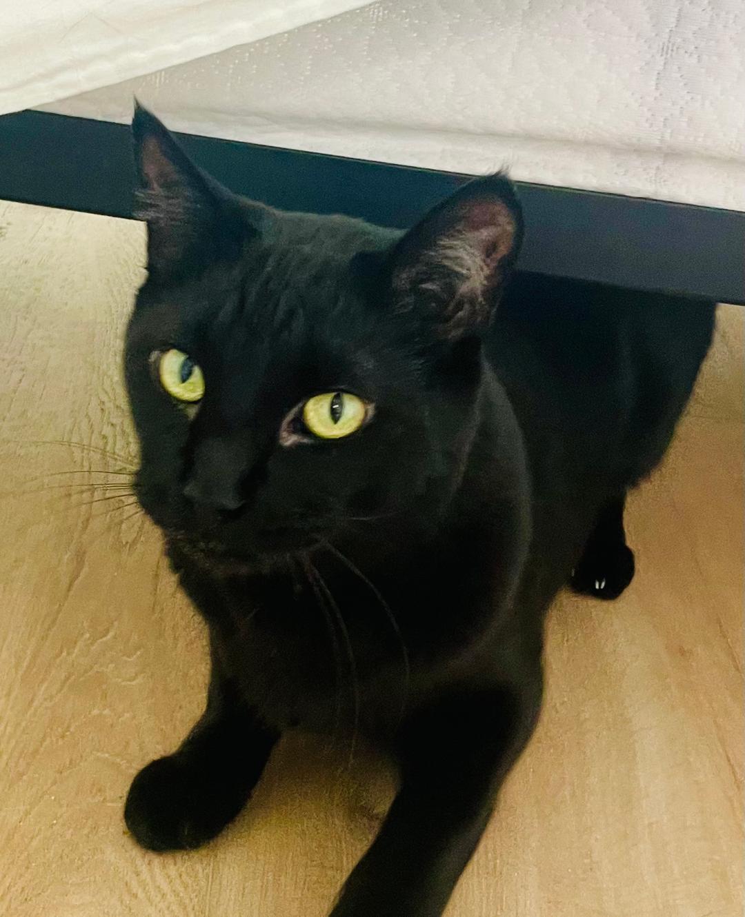 Marcus, Adoptable, Senior Male Domestic Short Hair.