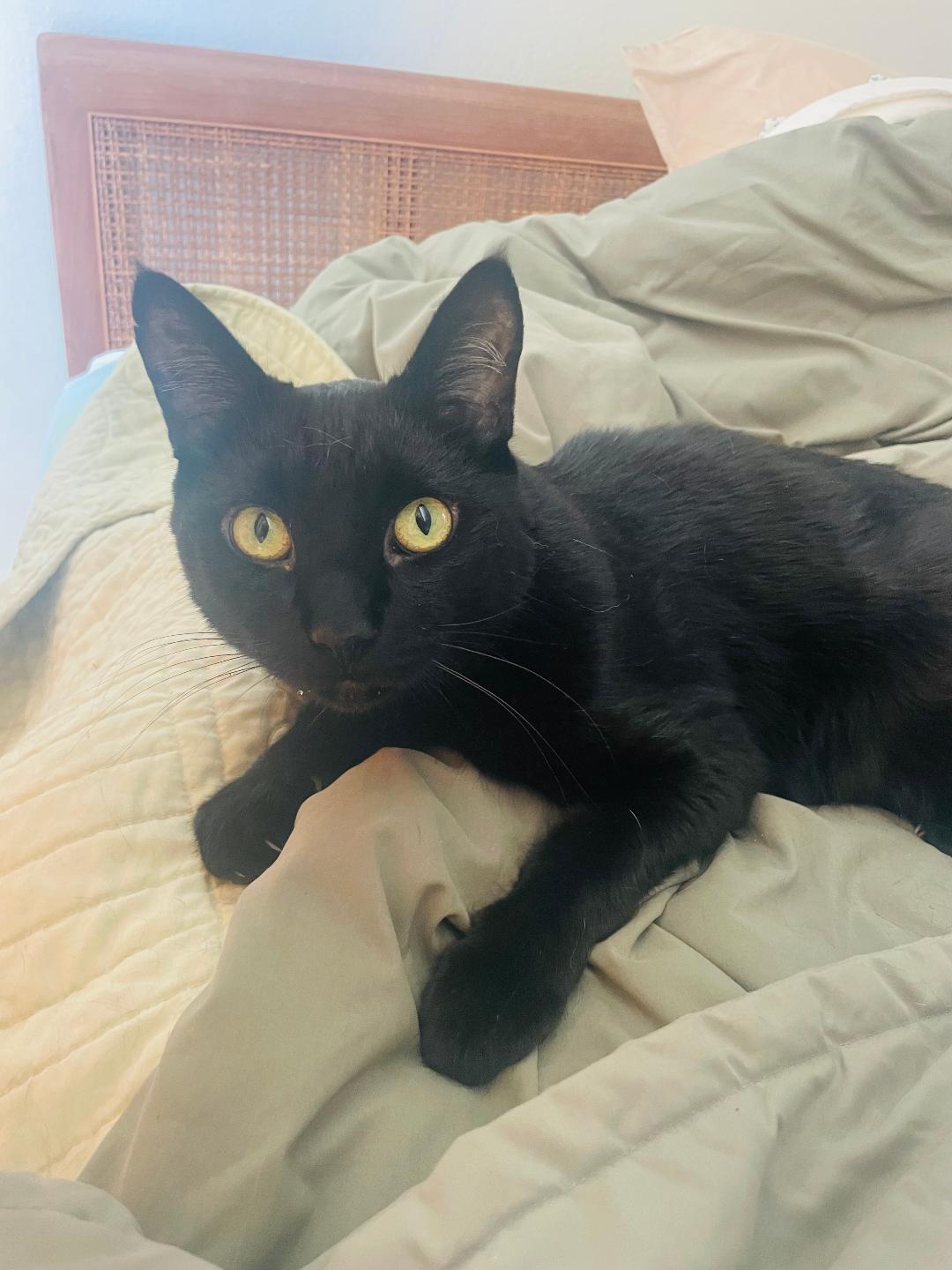 Marcus, a Adoptable Domestic Short Hair in Oceanside, CA image 4/5