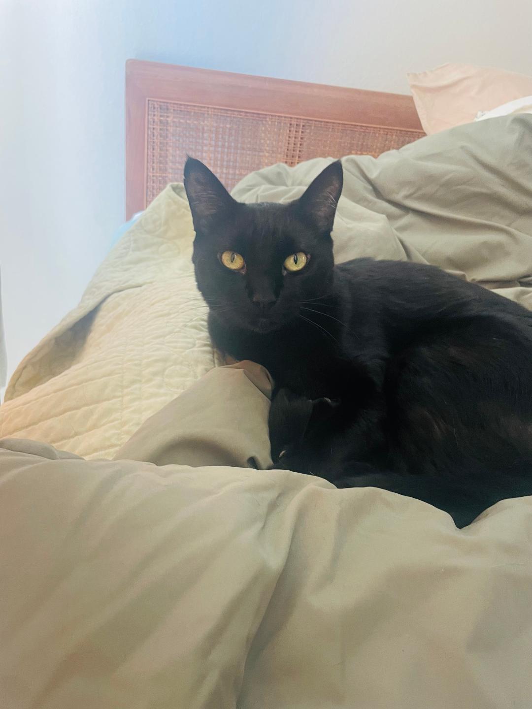 Marcus, a Adoptable Domestic Short Hair in Oceanside, CA image 5/5