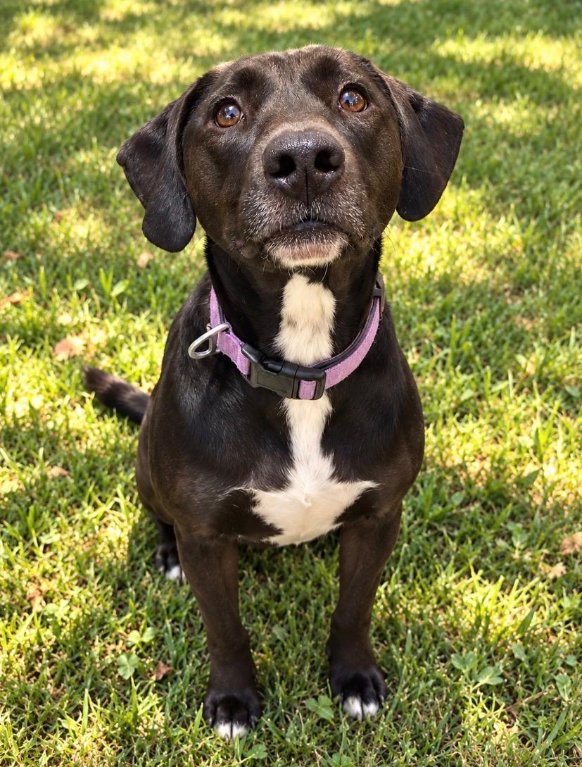 Enlarge Dusti, a Adoptable mixed breed in White Lake, MI image 3/5