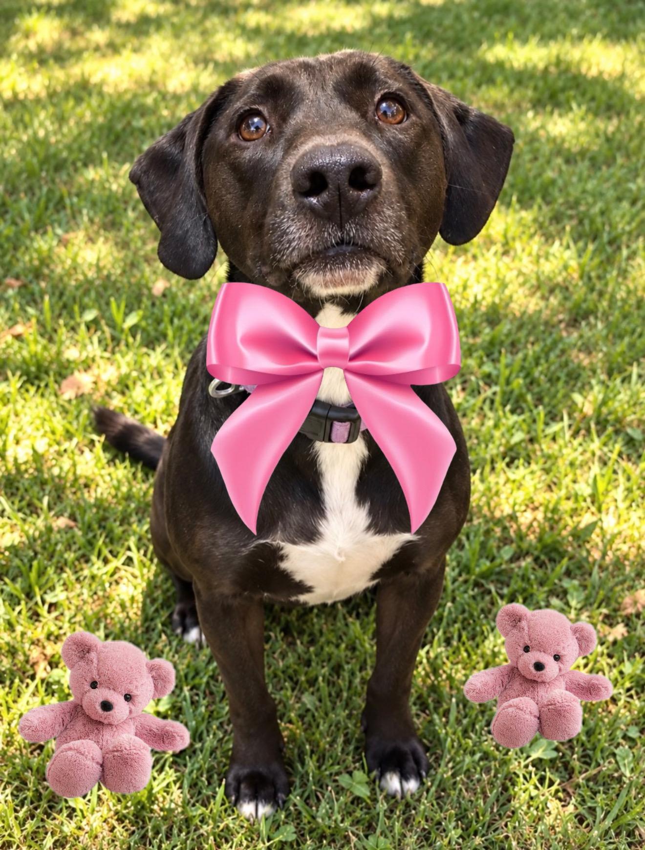 Enlarge Dusti, a Adoptable mixed breed in White Lake, MI image 2/5