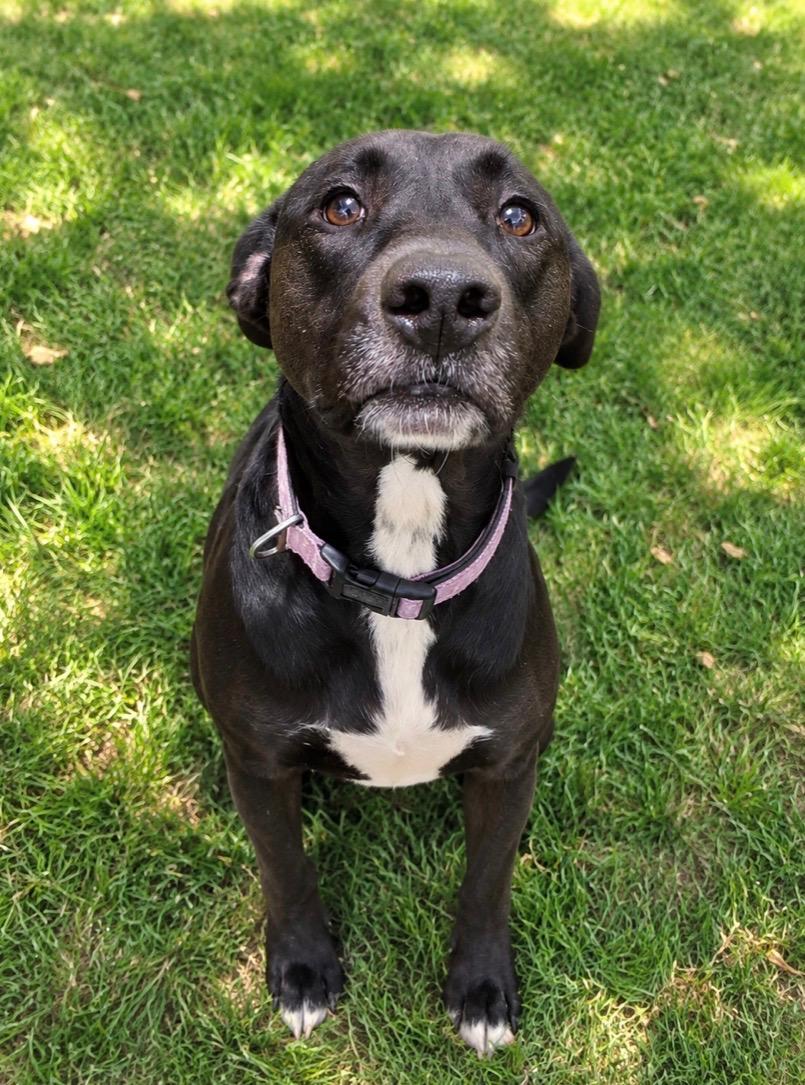 Enlarge Dusti, a Adoptable mixed breed in White Lake, MI image 4/5