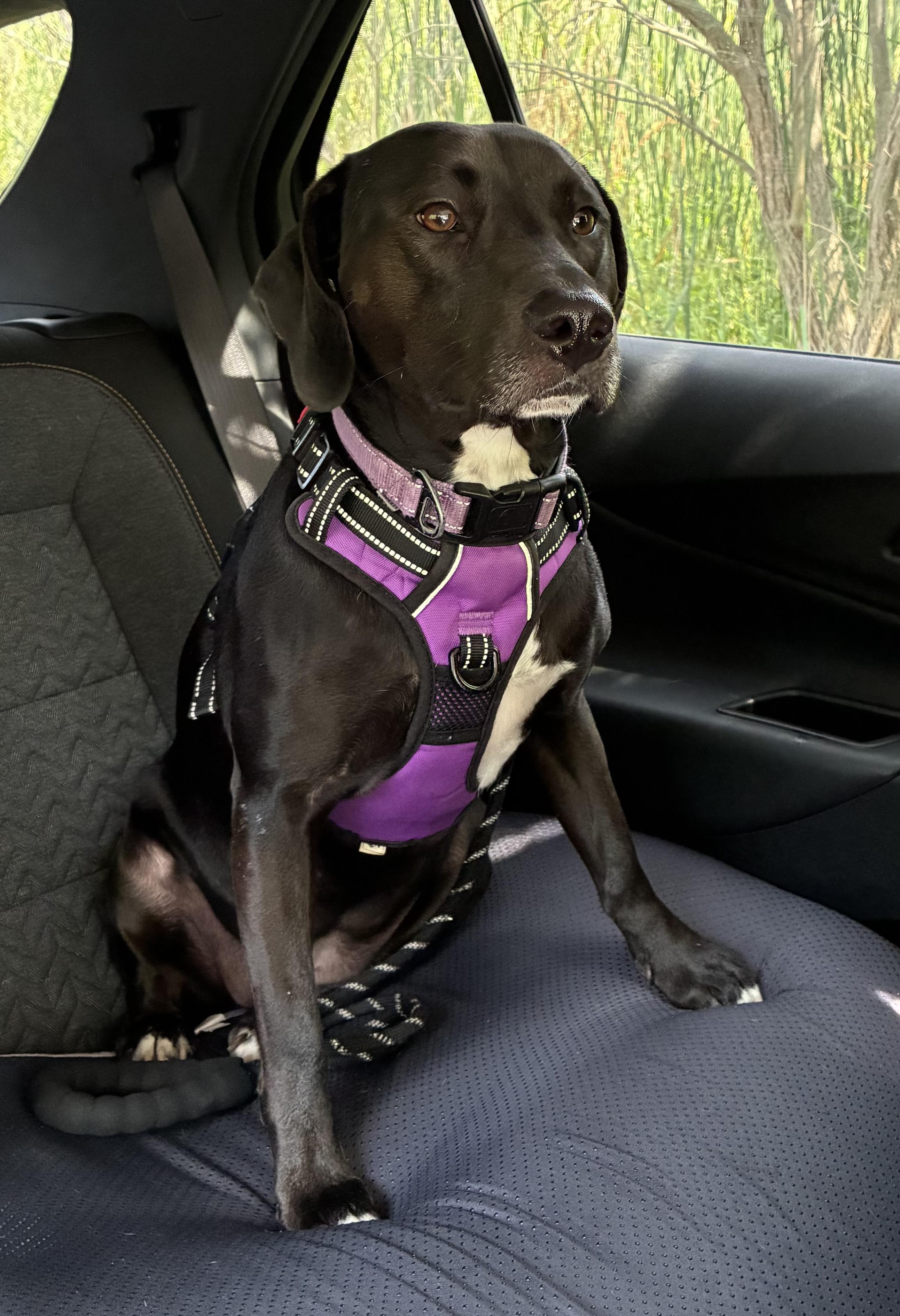 Enlarge Dusti, a Adoptable mixed breed in White Lake, MI image 5/5