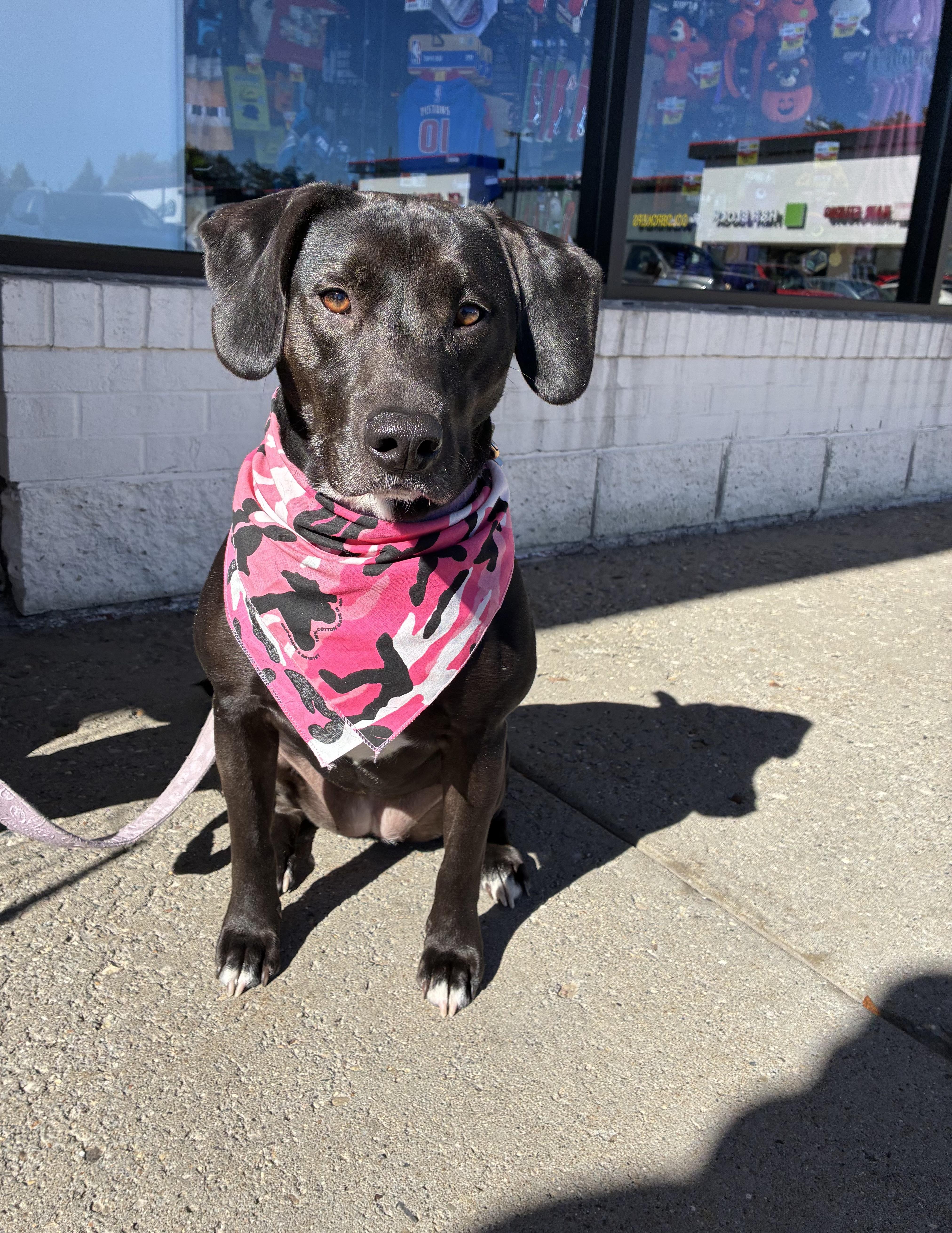 Dusti, Adoptable, Young Female Black Labrador Retriever & Labrador Retriever.