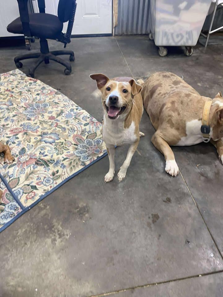 Enlarge Daisey, a Adopted mixed breed in Mullins, SC image 1/2