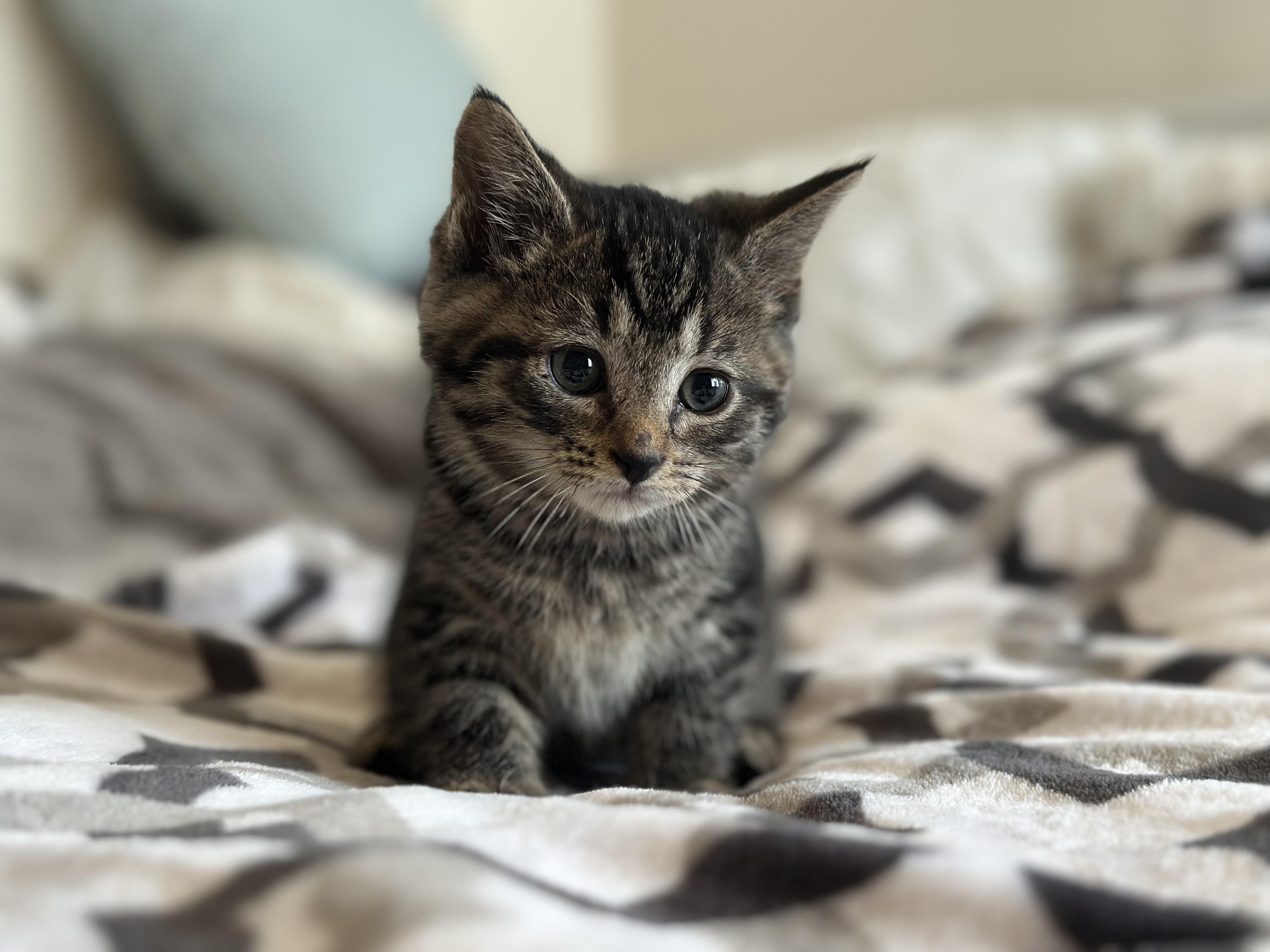 Gumdrop, Adoptable, Kitten Male Domestic Short Hair.
