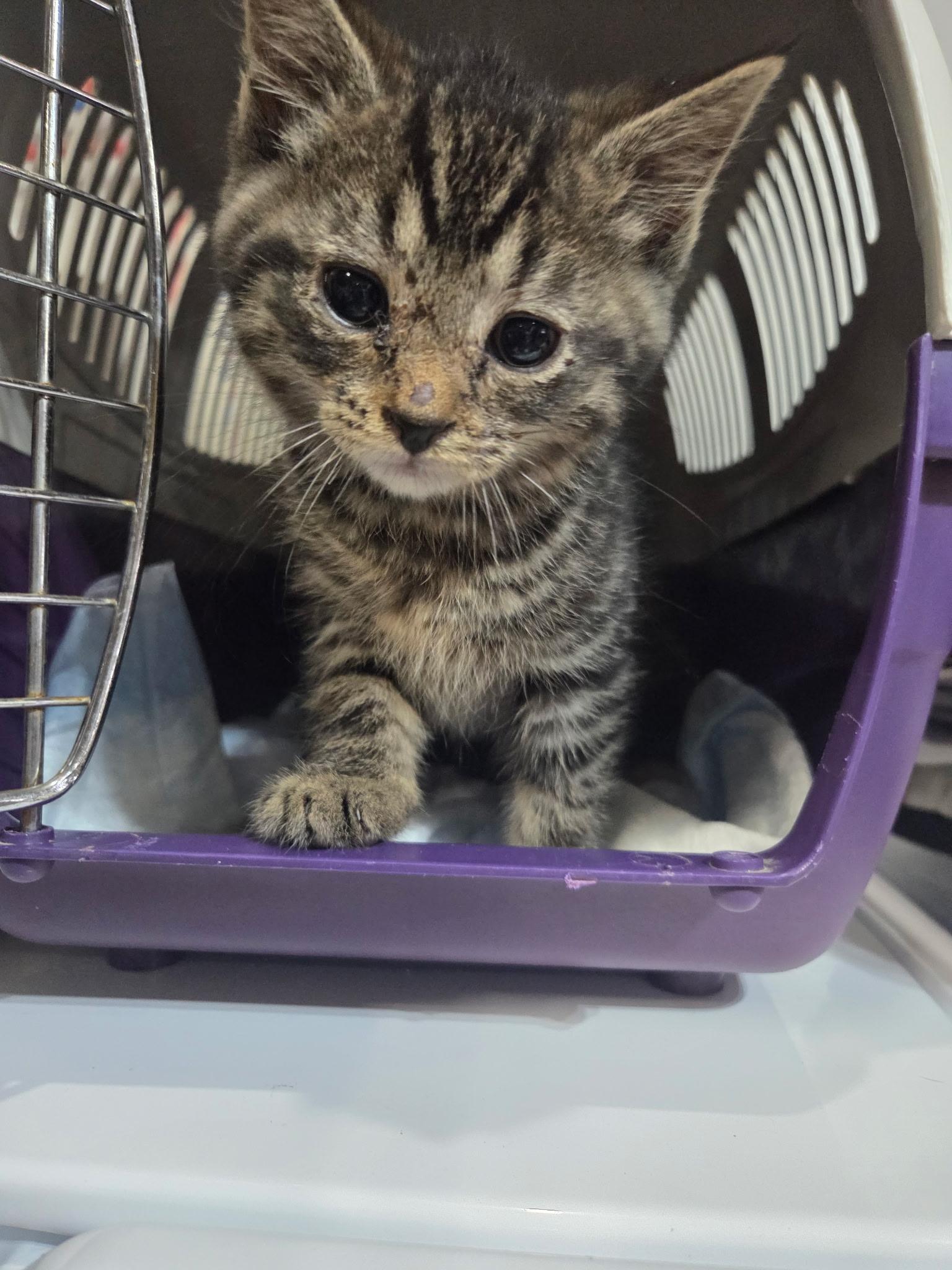 Enlarge Gumdrop, a Adoptable mixed breed in Bethel Park, PA image 2/3